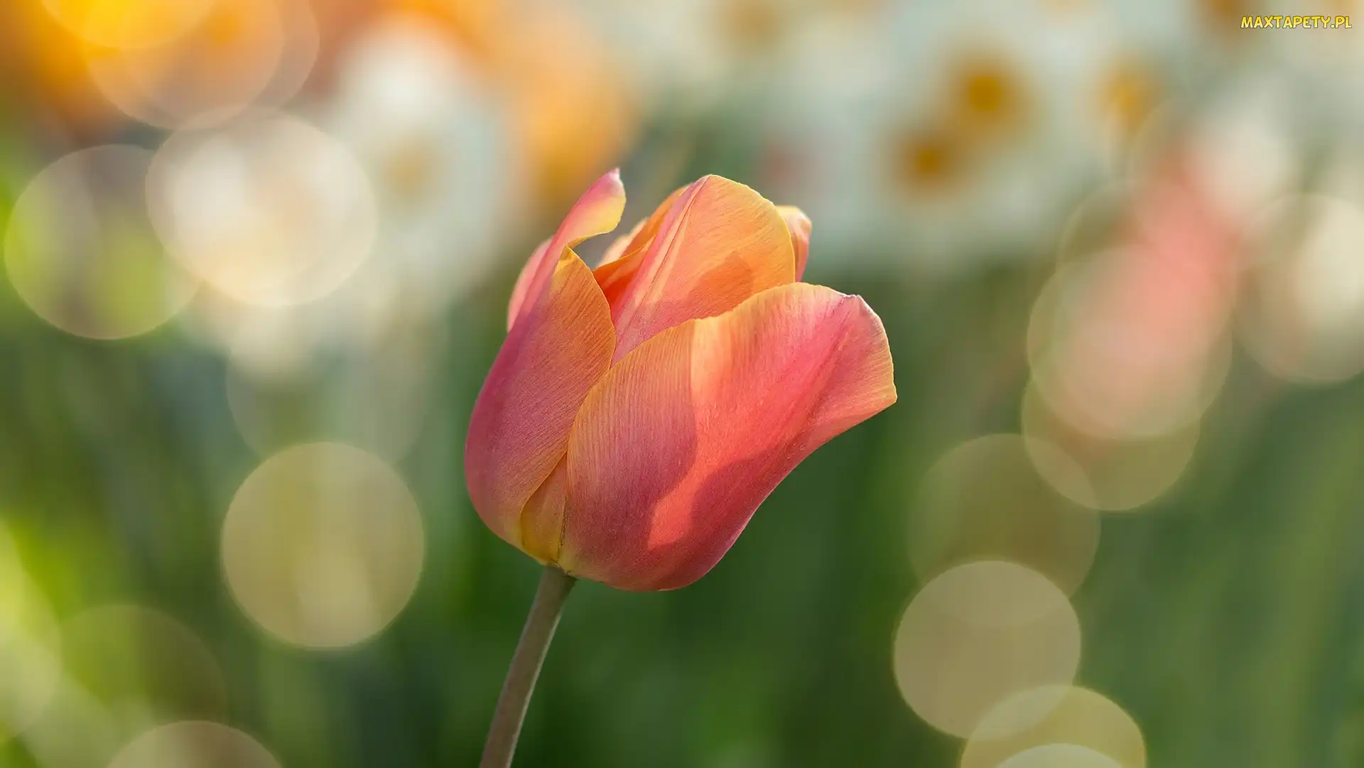 Bokeh, Tulipan