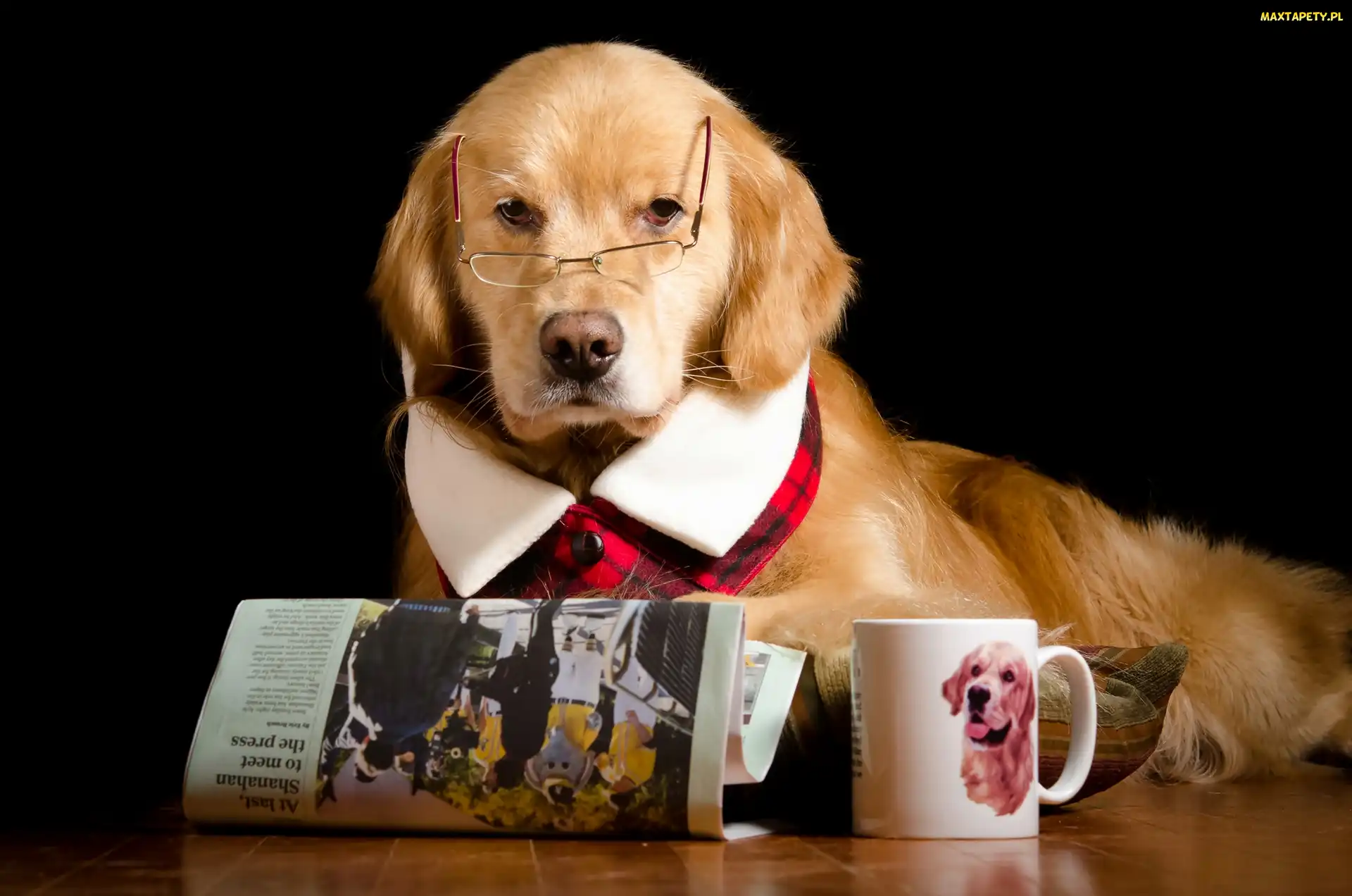Okulary, Śmieszne, Kubek, Gazeta, Golden Retriever