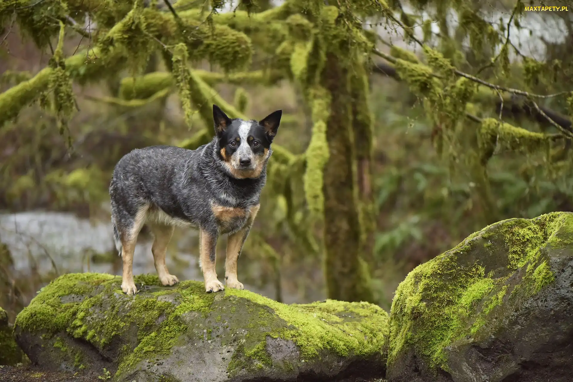 Pies, Drzewa, Skały, Mech, Australian cattle dog