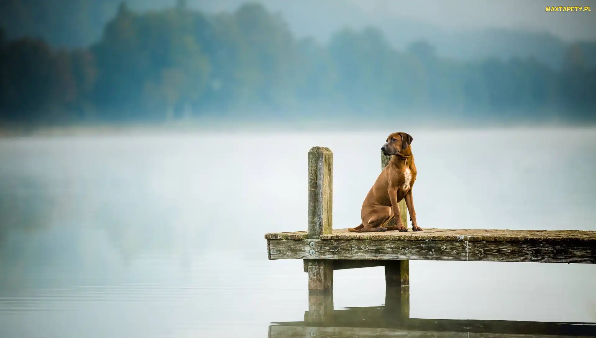Pies, Mgła, Jezioro, Rhodesian ridgeback, Pomost