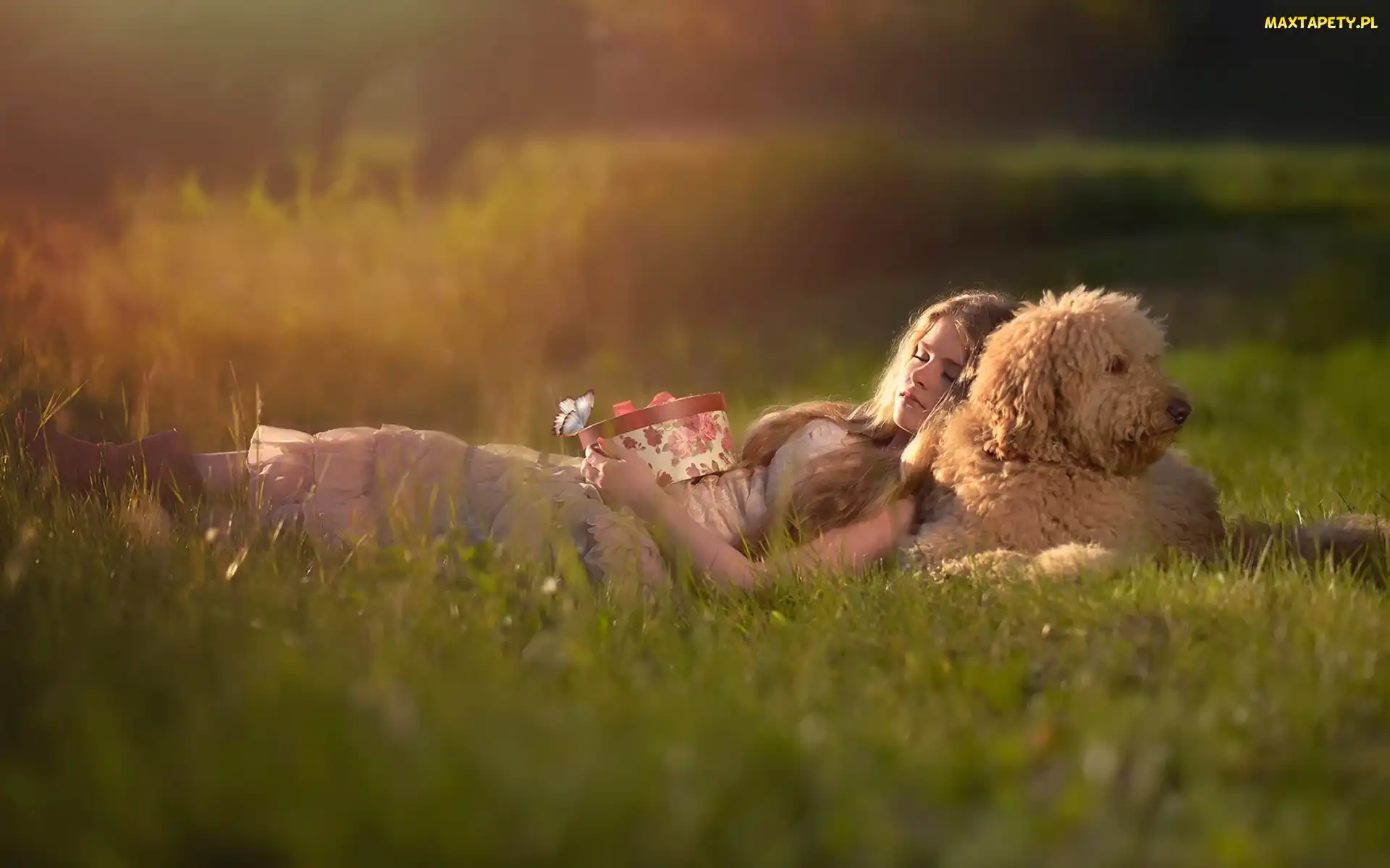 Prezent, Trawa, Pies, Trawa, Łąka, Kobieta, Labradoodle