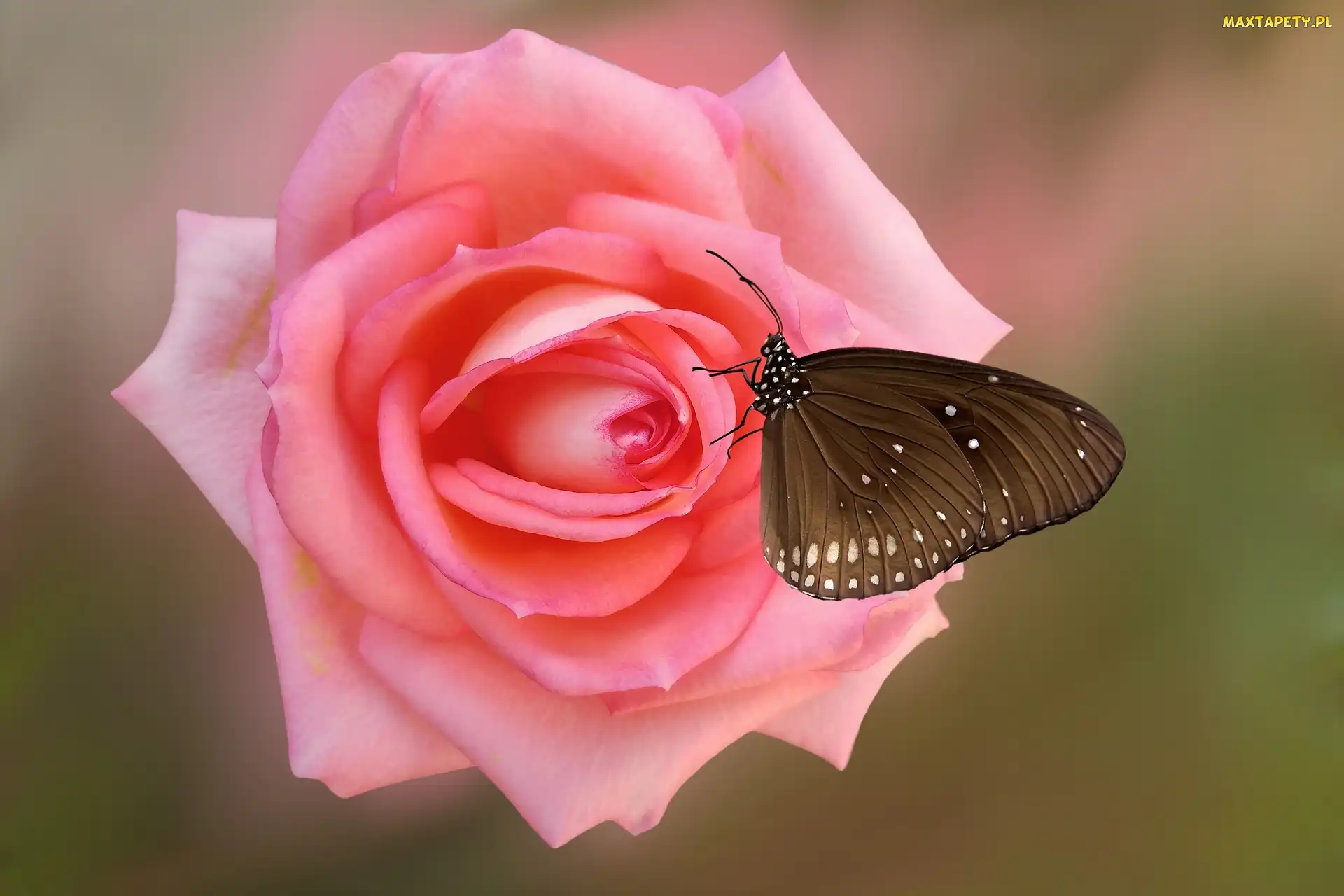 Motyl Euploea core, Różowa, Kwiat, Róża