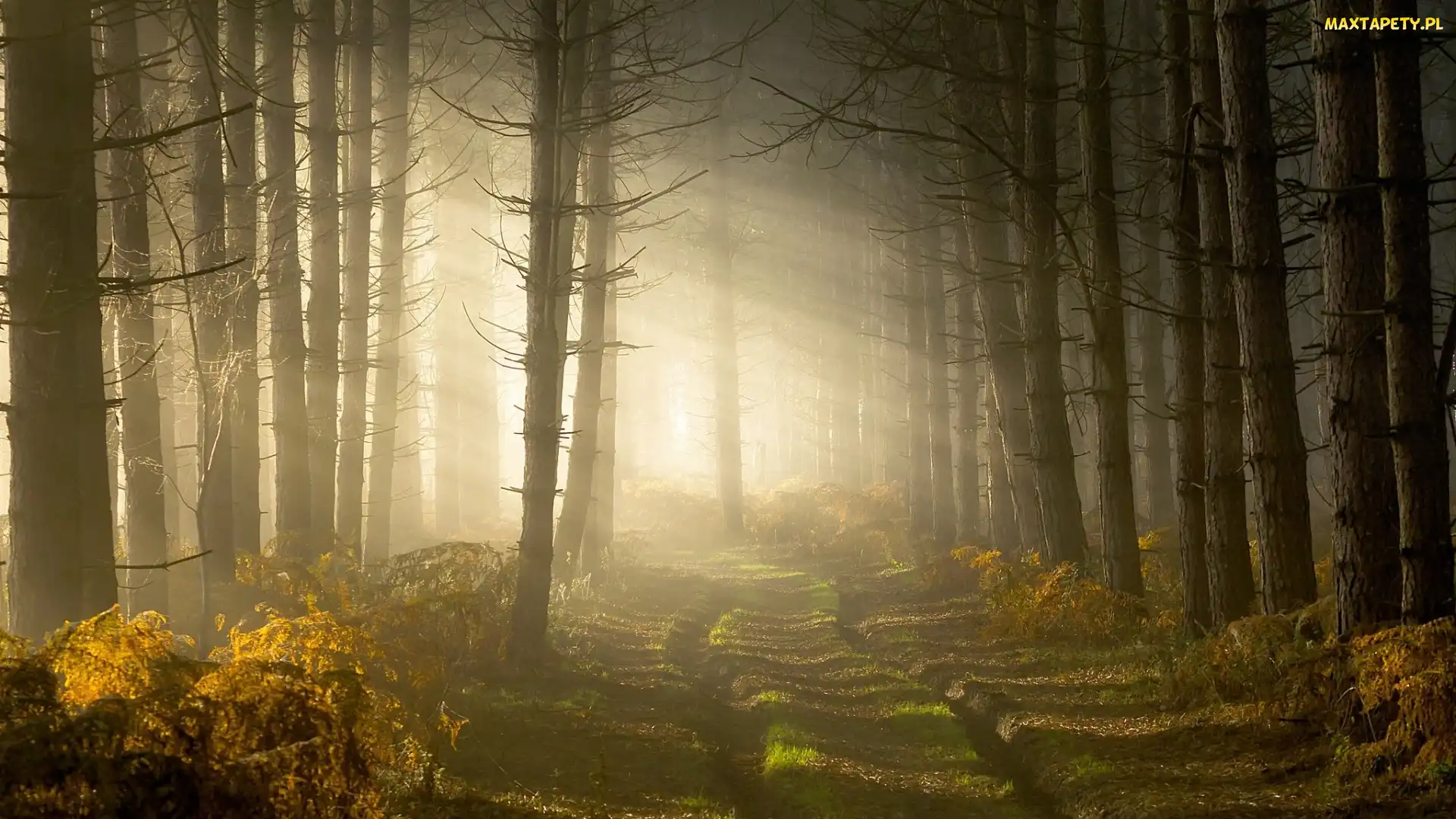 Droga, Przebijające światło, Hrabstwo Warwickshire, Anglia, Las, Mgła