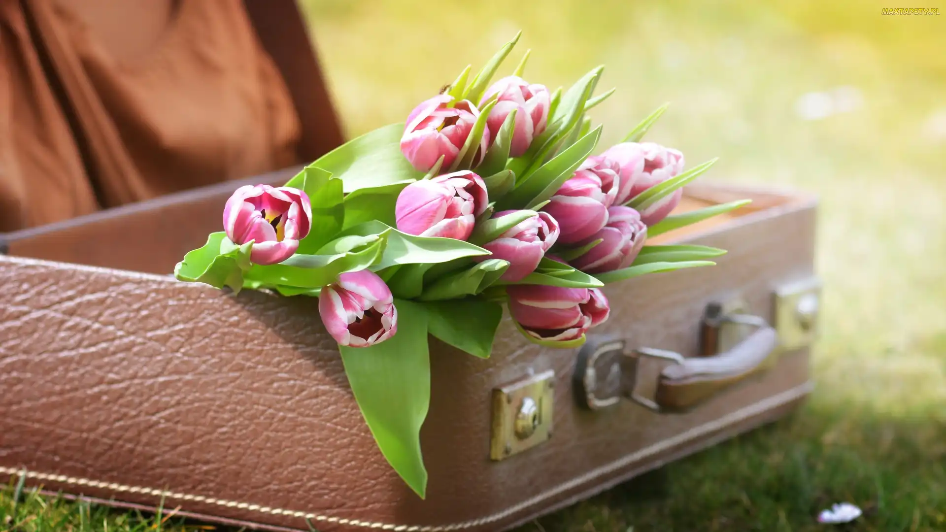 Tulipany, Walizka, Dwukolorowe
