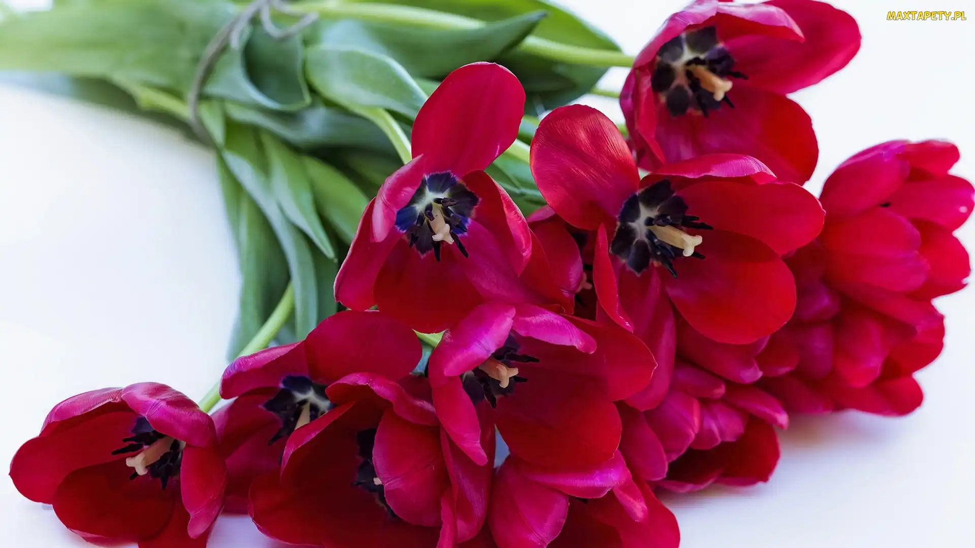 Czerwone, Tulipany, Bukiet