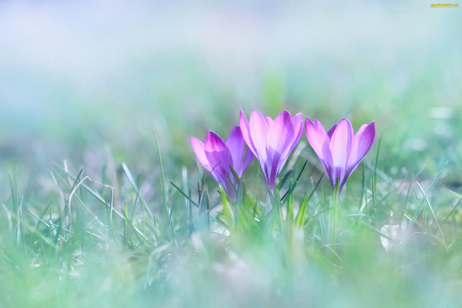 Liliowe, Kwiaty, Krokusy