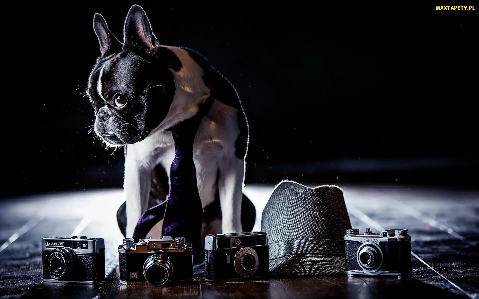 Buldog francuski, Krawat, Kapelusz, Aparaty fotograficzne