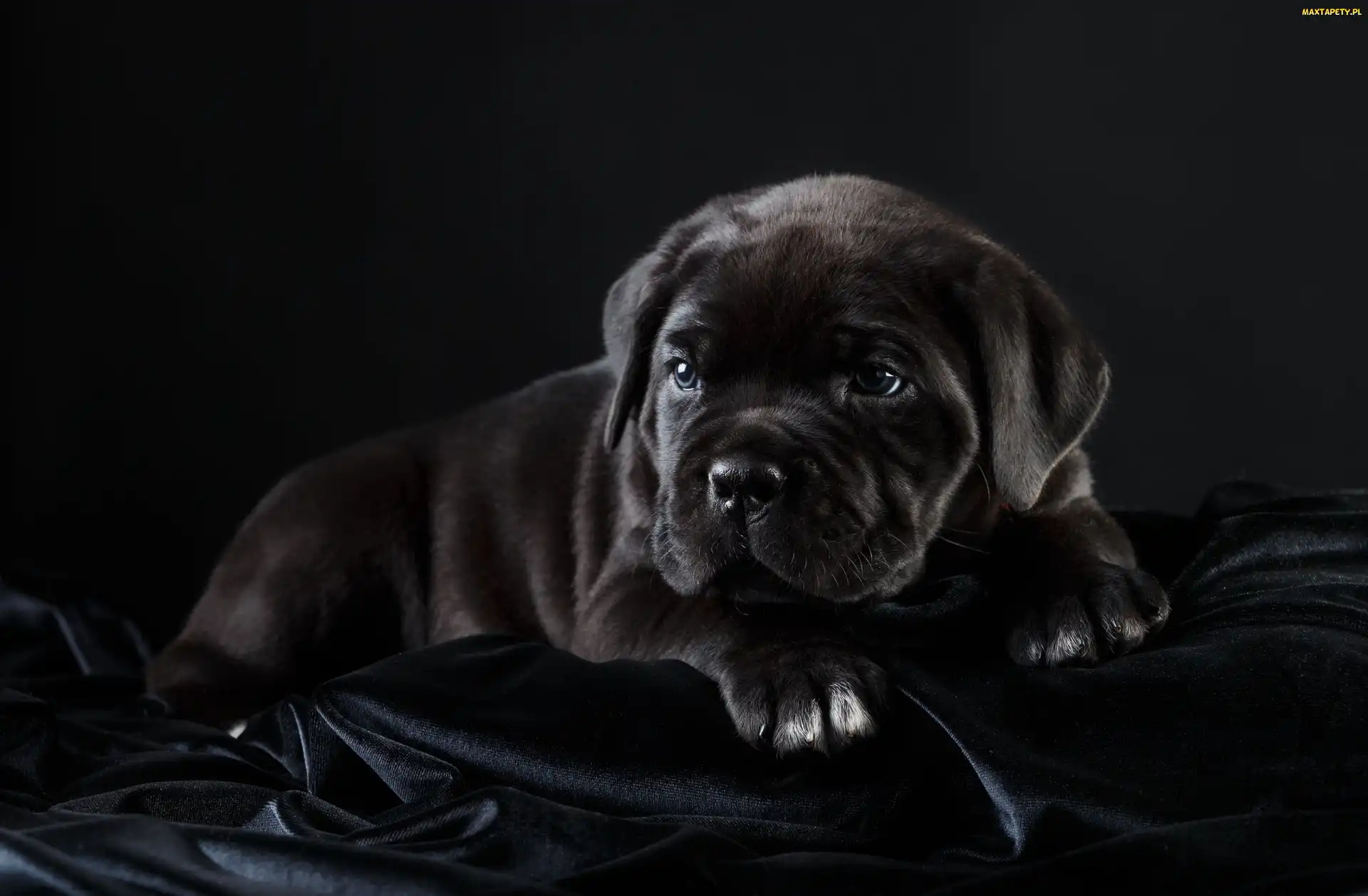 Czarny, Cane Corso, Szczeniak