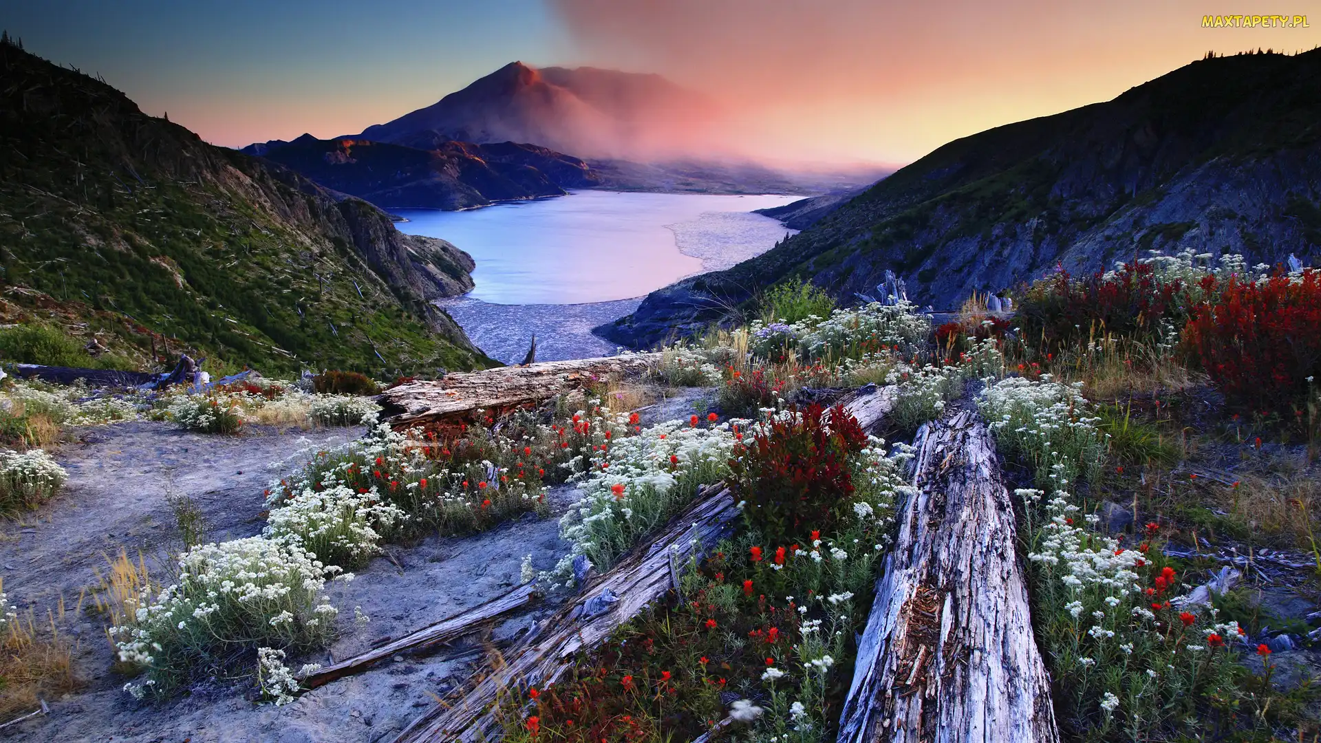 Kłody, Kwiaty, Stan Waszyngton, Stany Zjednoczone, Jezioro Spirit, Góry Stratowulkan Mount St. Helens