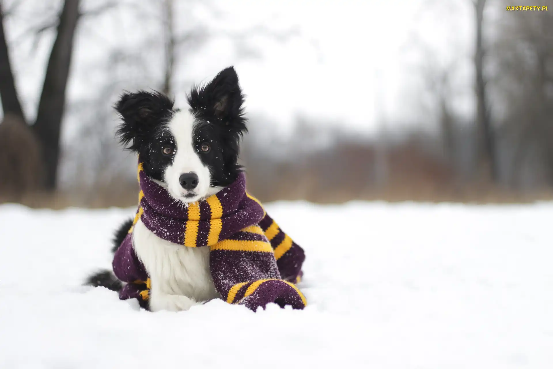 Szalik, Border collie, Zima, Śnieg