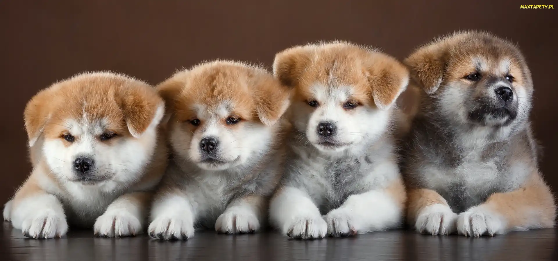 Akita inu, Szczeniaki, Cztery, Słodkie