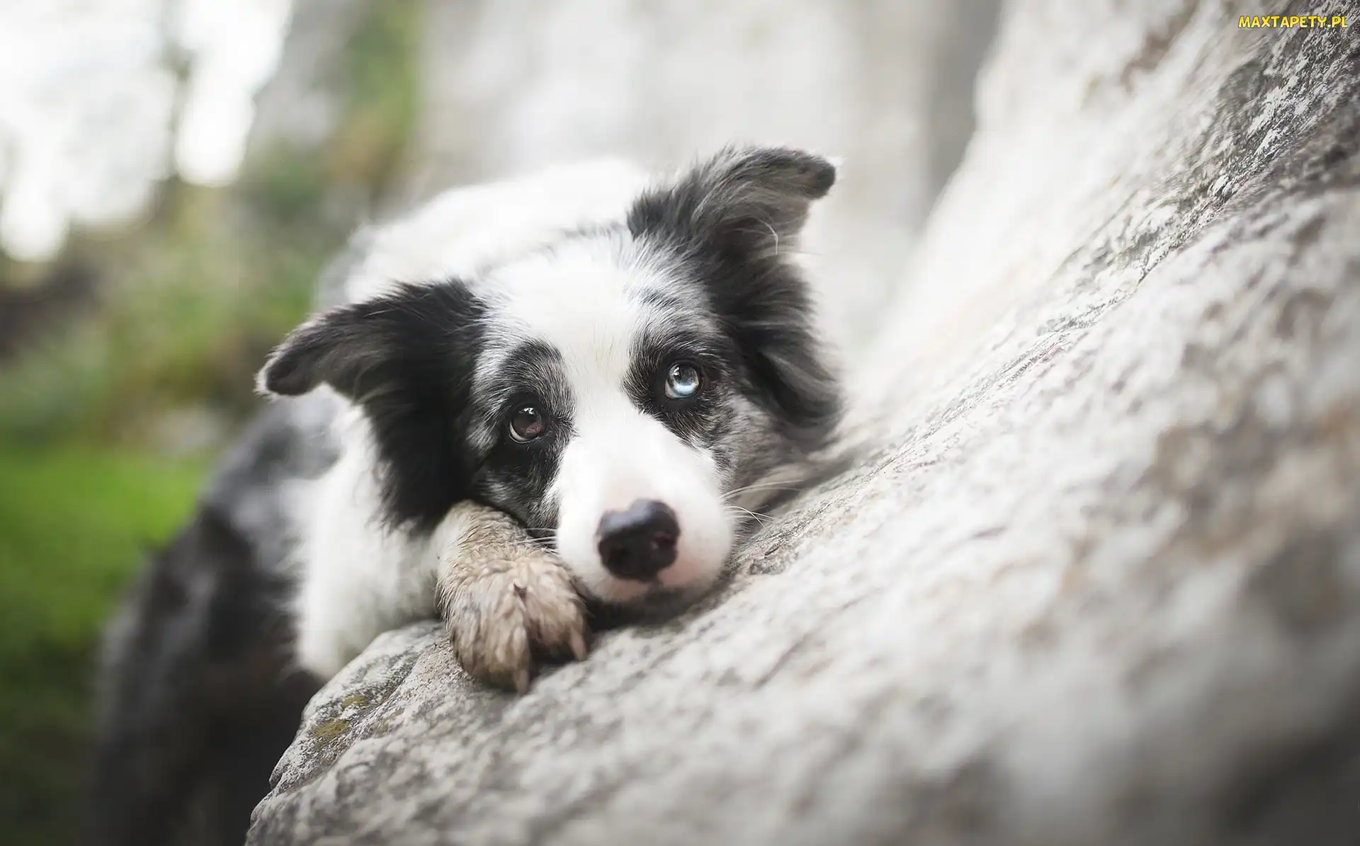 Pyszczek, Kamień, Border collie