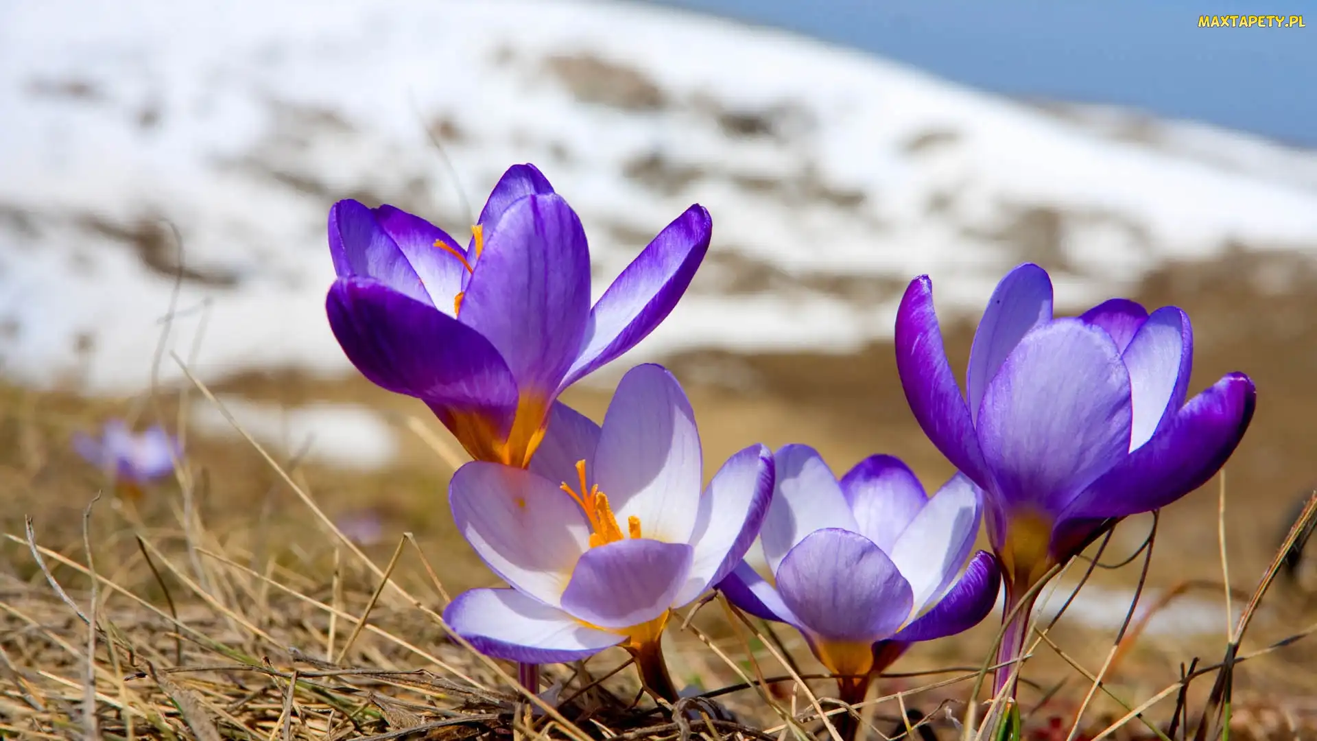 Trawa, Sucha, Fioletowe, Krokusy