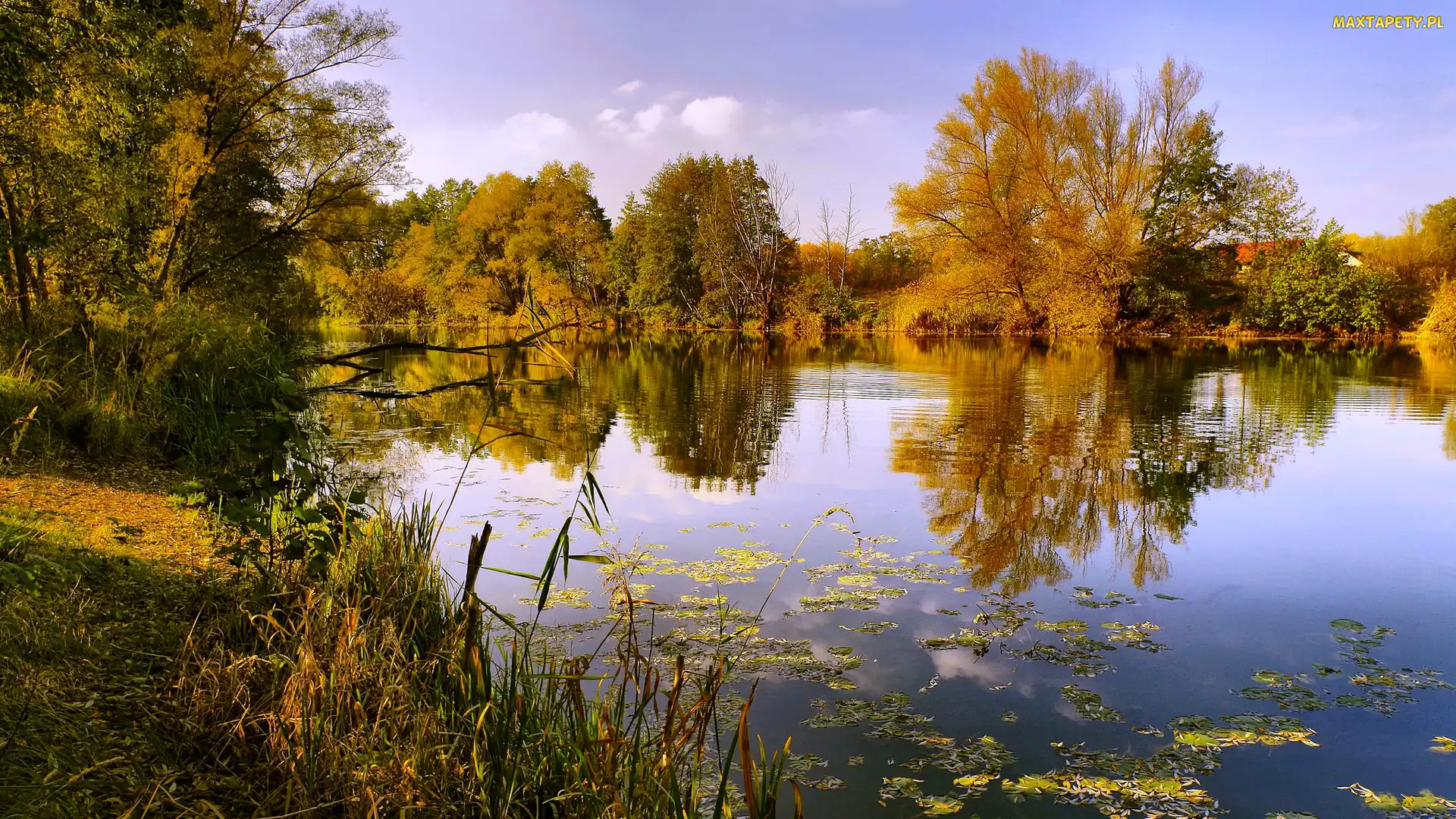 Jezioro, Odbicie, Trzciny, Drzewa, Jesień