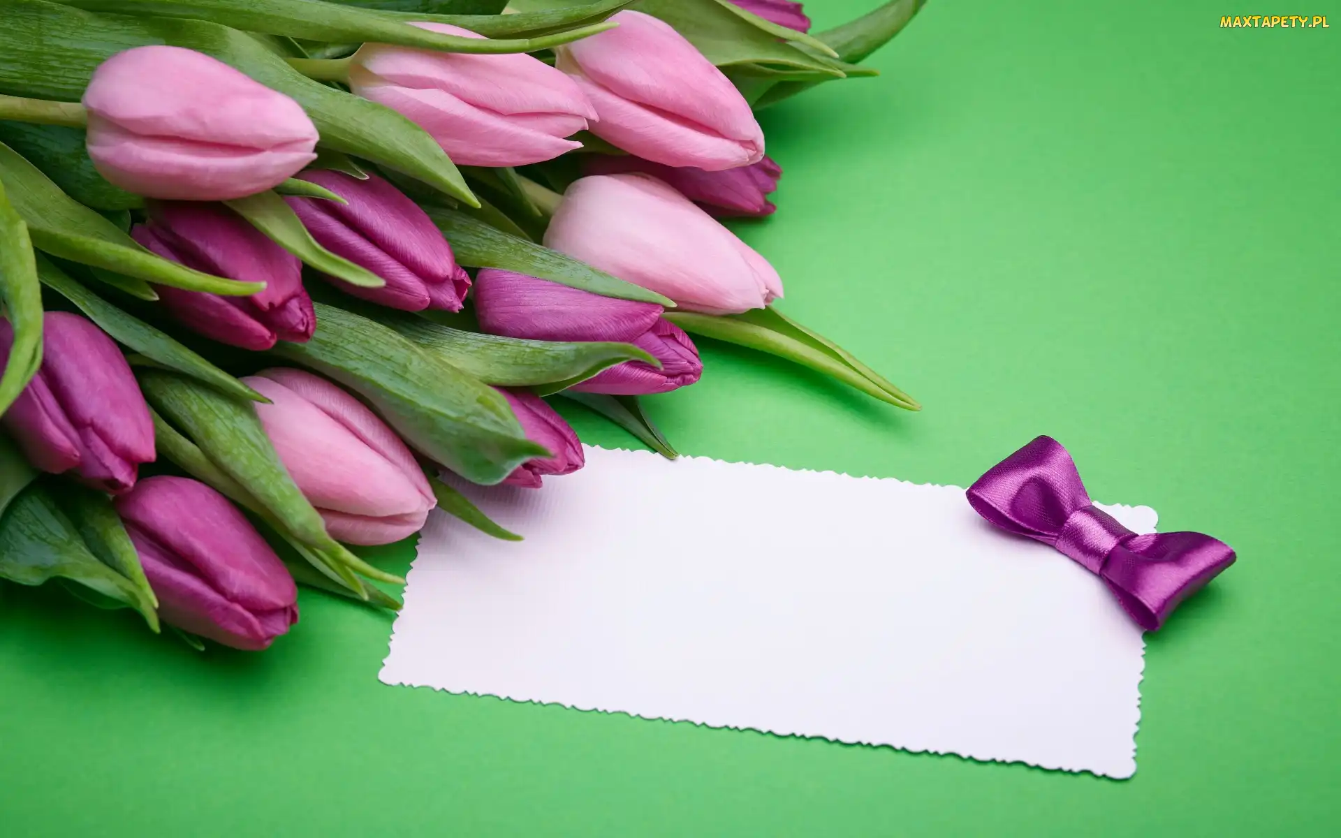 Tulipany, Kartka, Kokardka, Fioletowe, Kwiaty