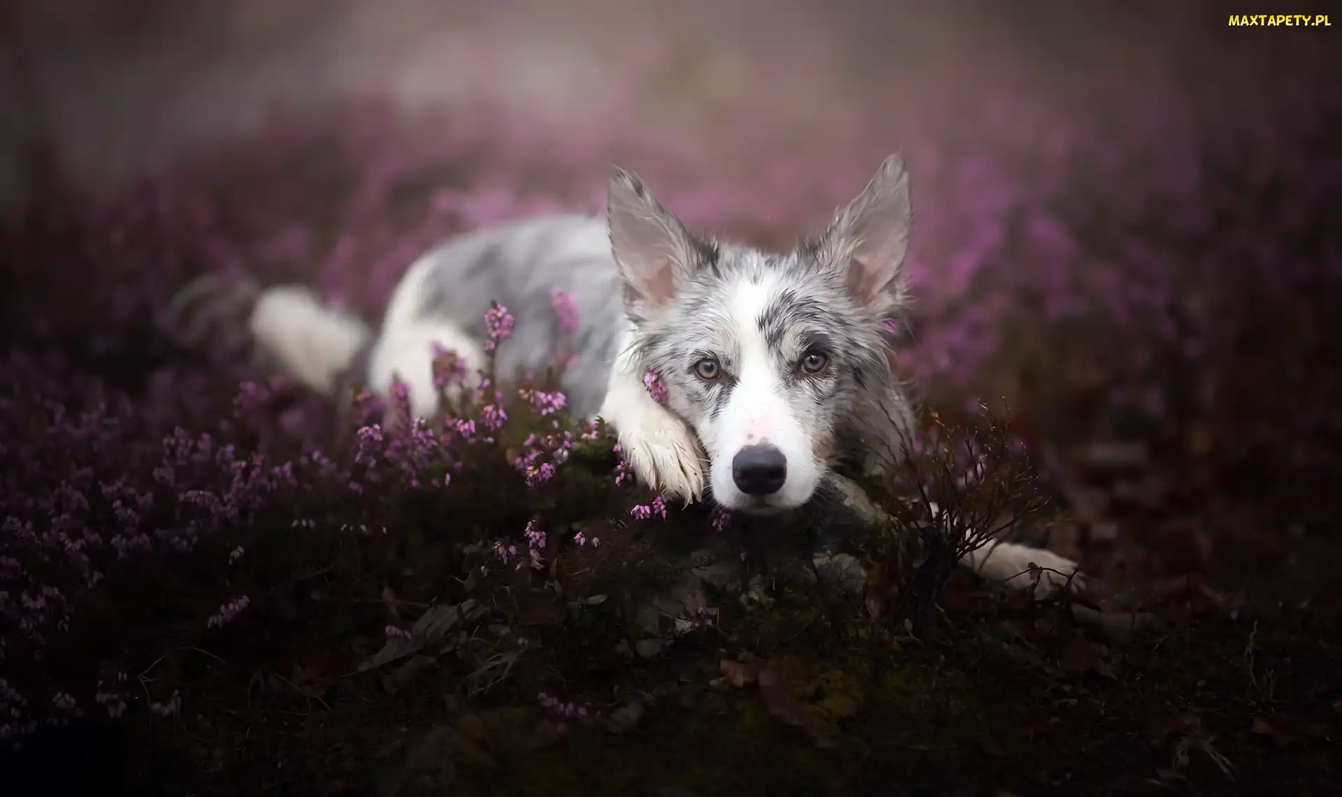 Border collie, Wrzos, Leżący