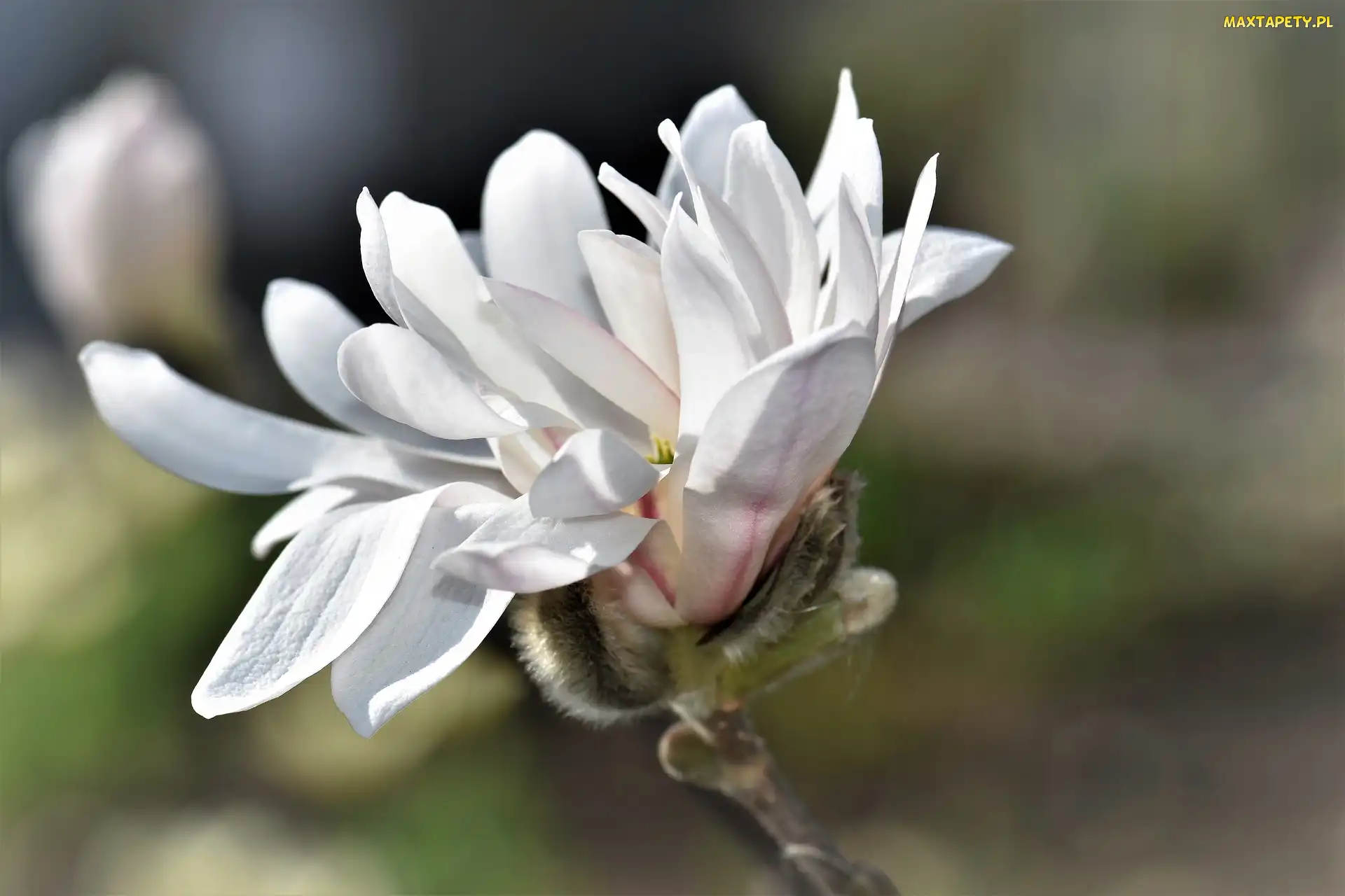 Krzew, Kwiat, Magnolia