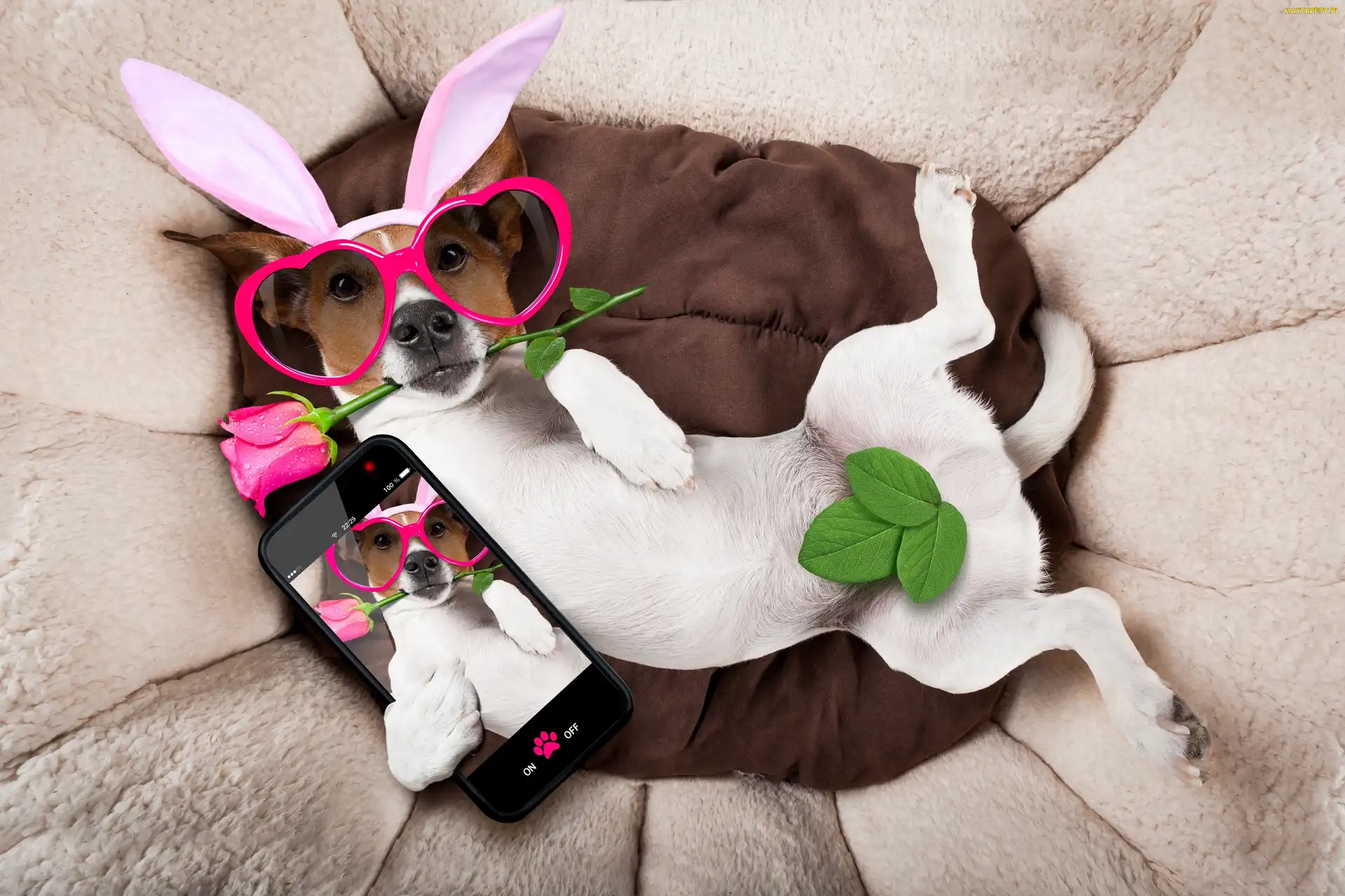 Telefon, Róża, Pies, Selfie, Okulary, Śmieszny, Jack russell terrier