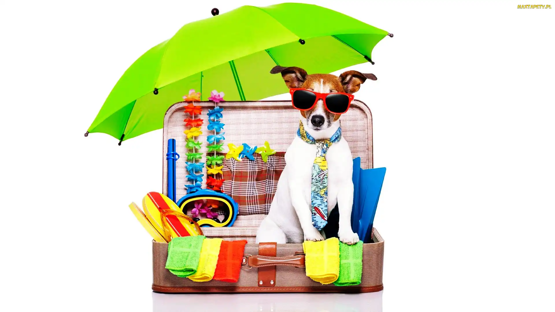 Parasolka, Walizka, Jack Russell terrier, Śmieszne, Wakacje, Pies, Okulary
