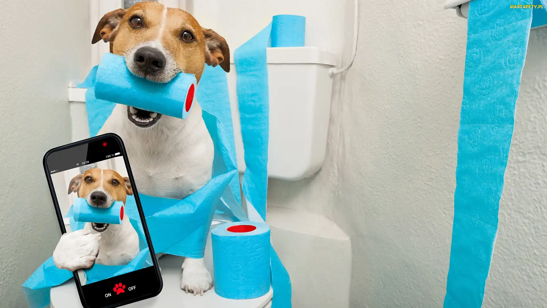 Jack russell terrier, Selfie, Telefon, Papier toaletowy, Pies