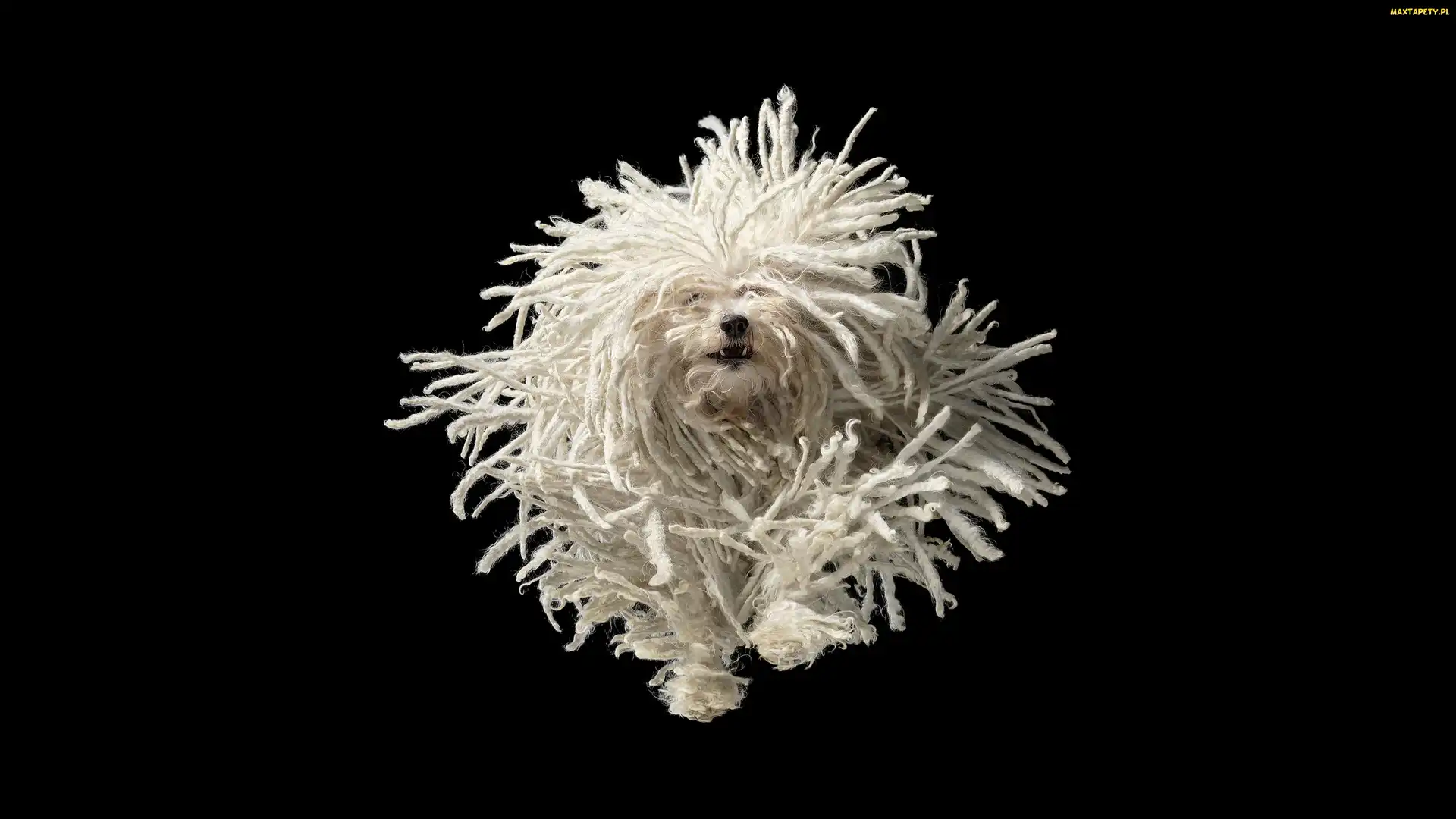 Pies, Dredy, Puli