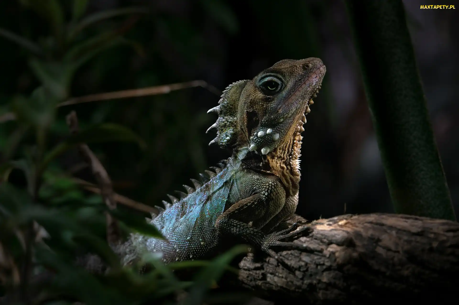 Kątogłówka wielka, Rośliny, Gałąź, Agama, Jaszczurka