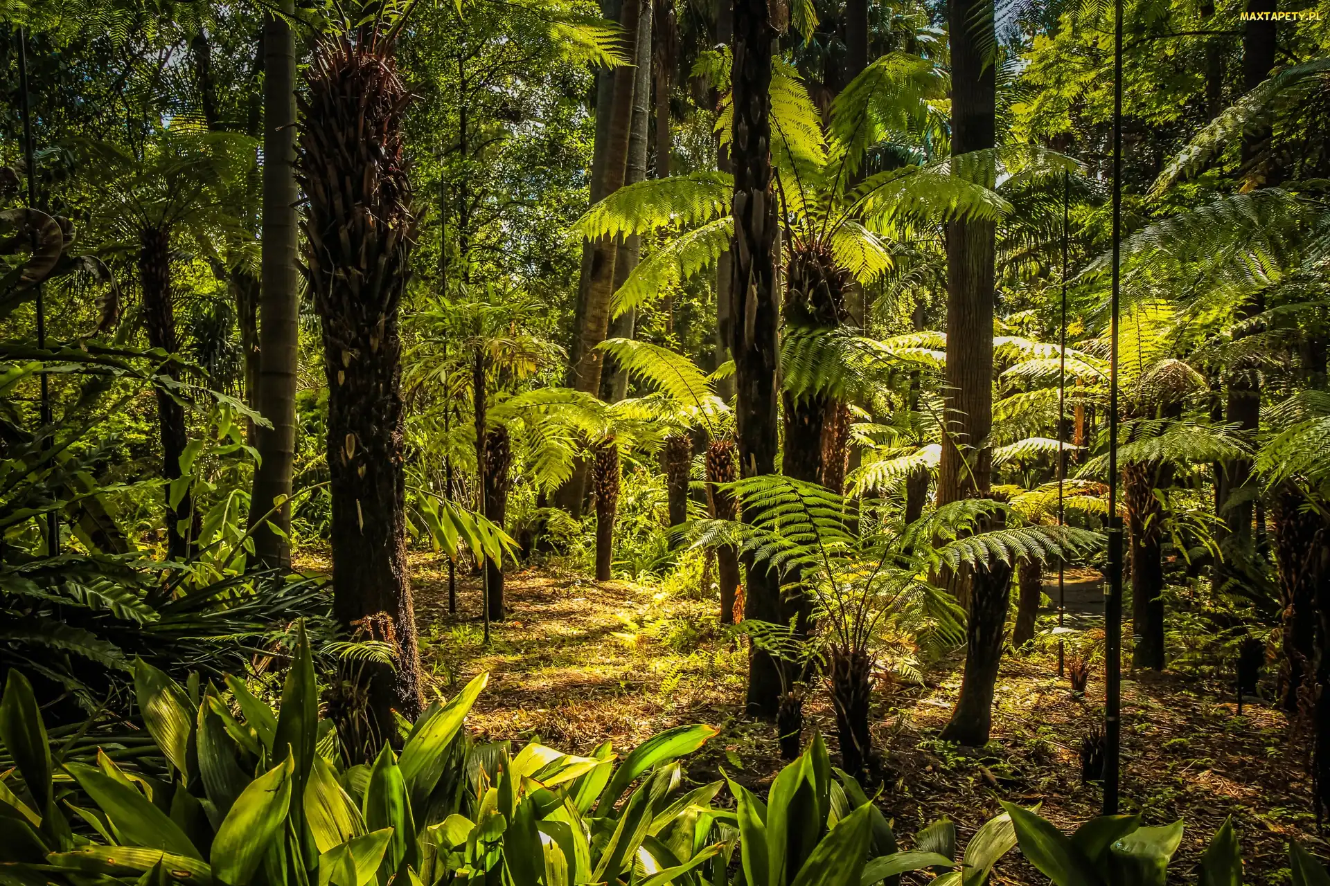 Park, Royal Botanic Gardens, Australia, Melbourne