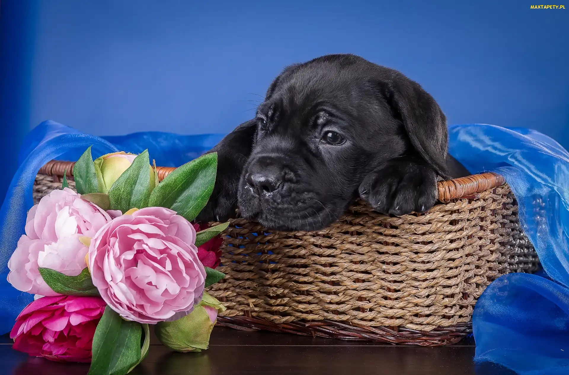 Piwonie, Koszyk, Czarny, Cane Corso