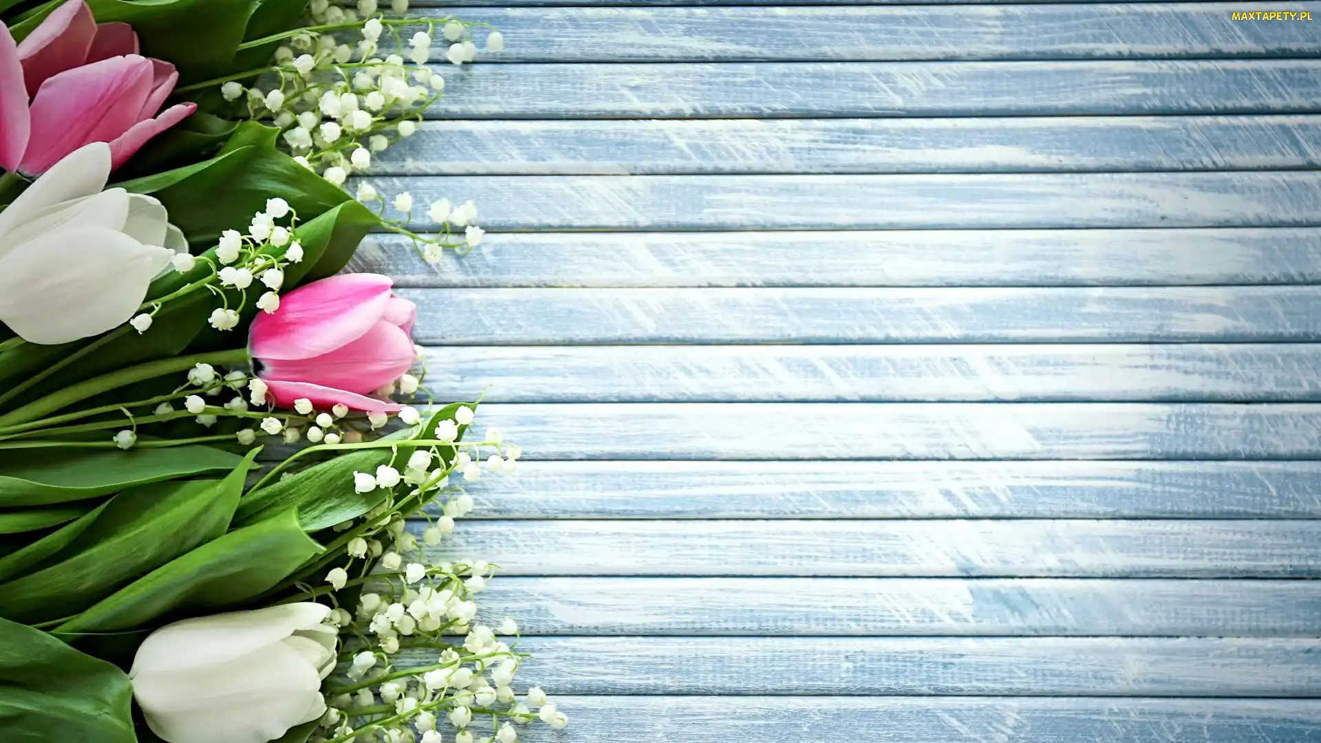 Konwalia majowa, Tulipany, Kwiaty