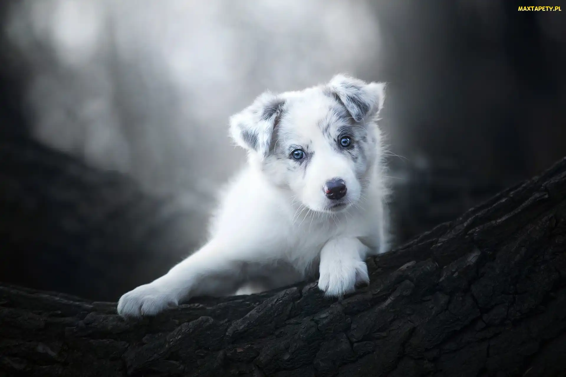 Tło, Rozmyte, Border collie, Szczeniak, Drzewo, Kora