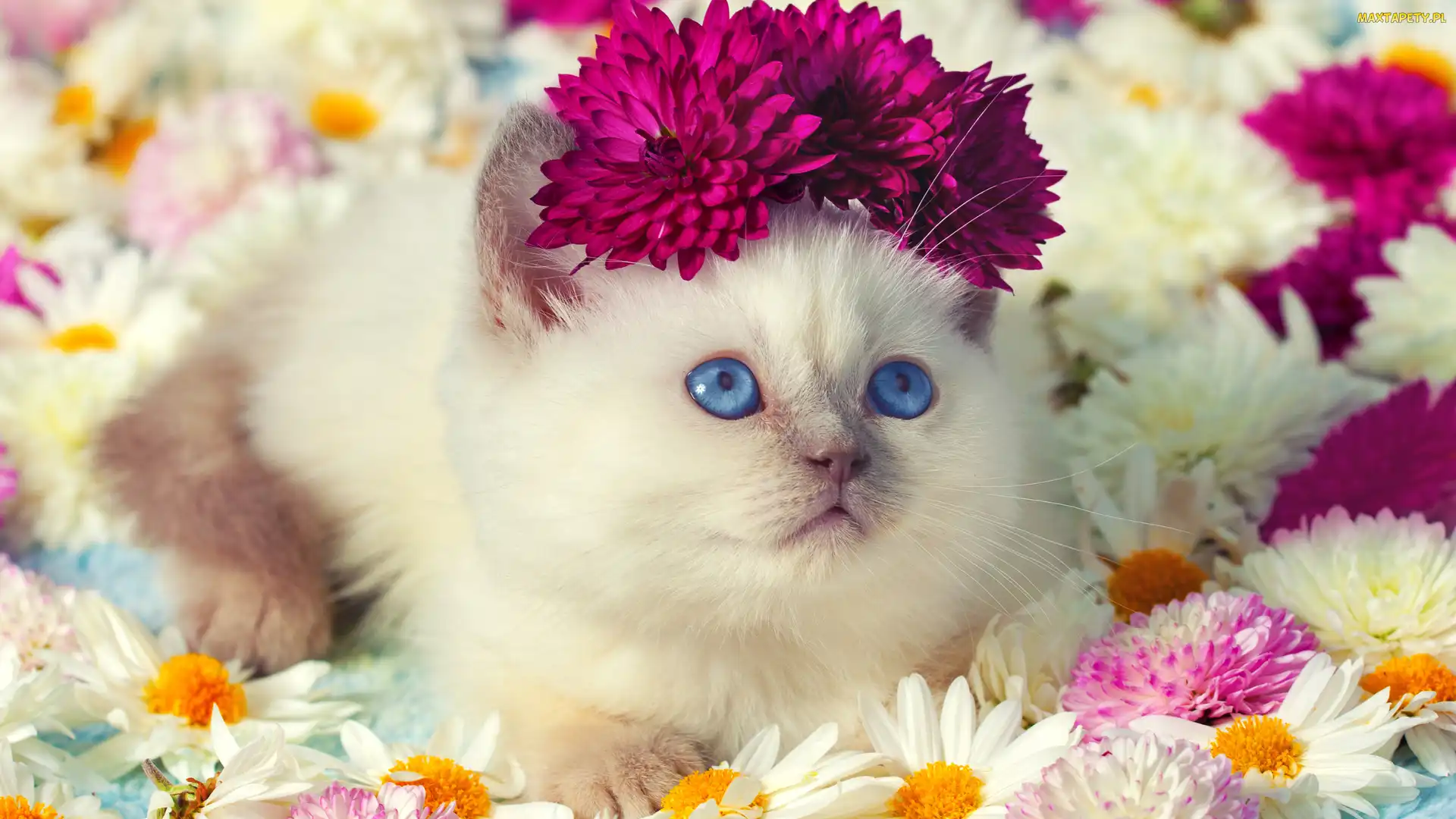Kwiaty, Oczy, Ragdoll, Niebieskie, Kot