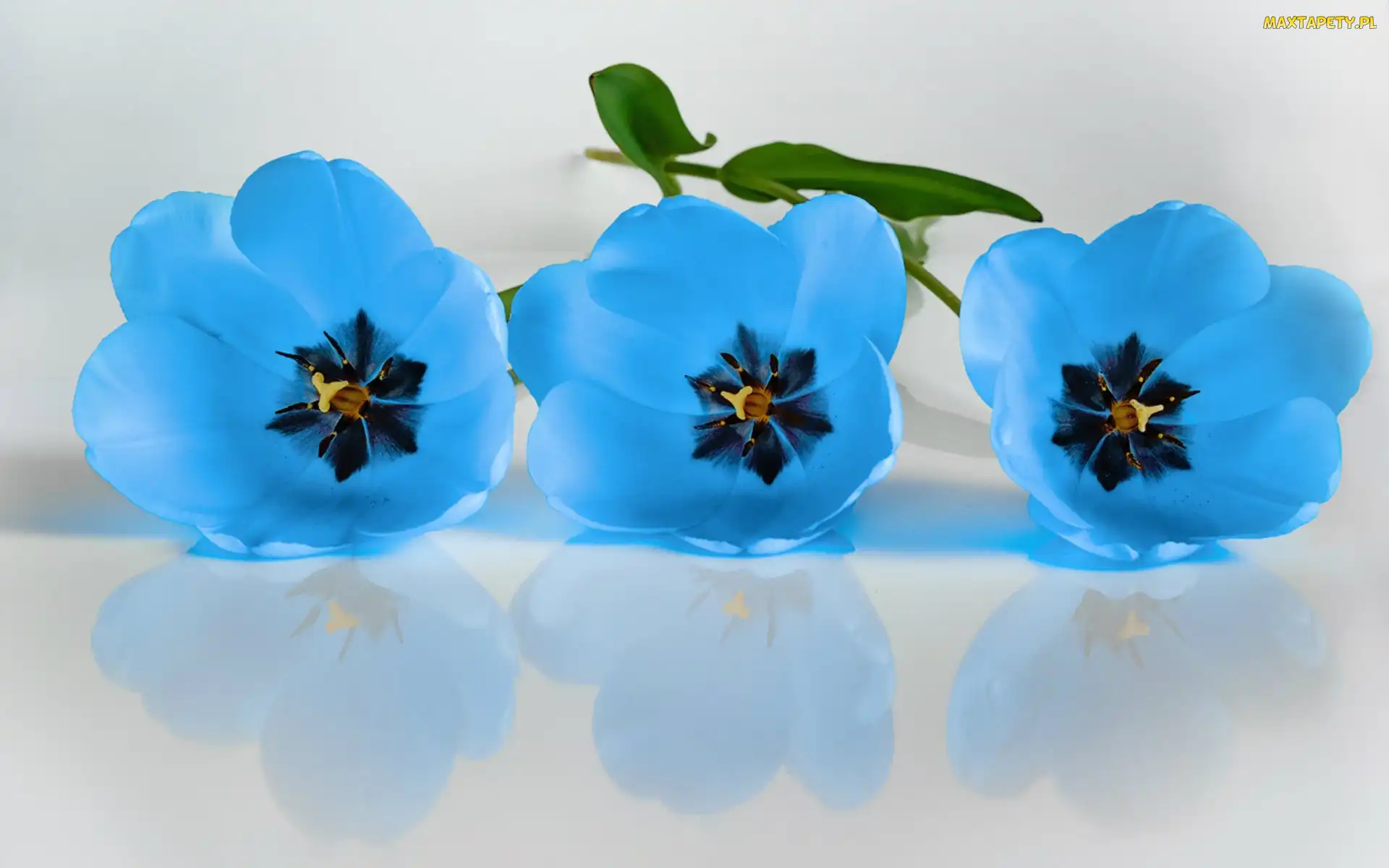 Trzy, Odbicie, Tulipany, Niebieskie