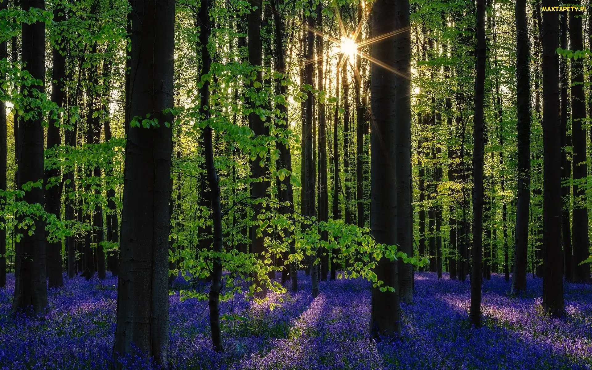 Drzewa, Promienie słońca, Las Hallerbos, Belgia, Kwiaty, Hiacyntowiec