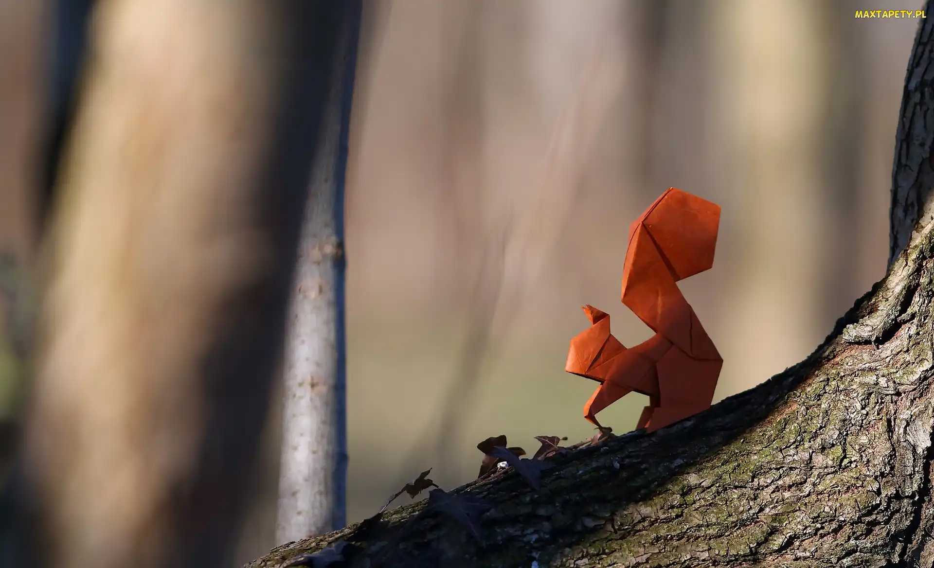 Wiewiórka, Drzewo, Origami