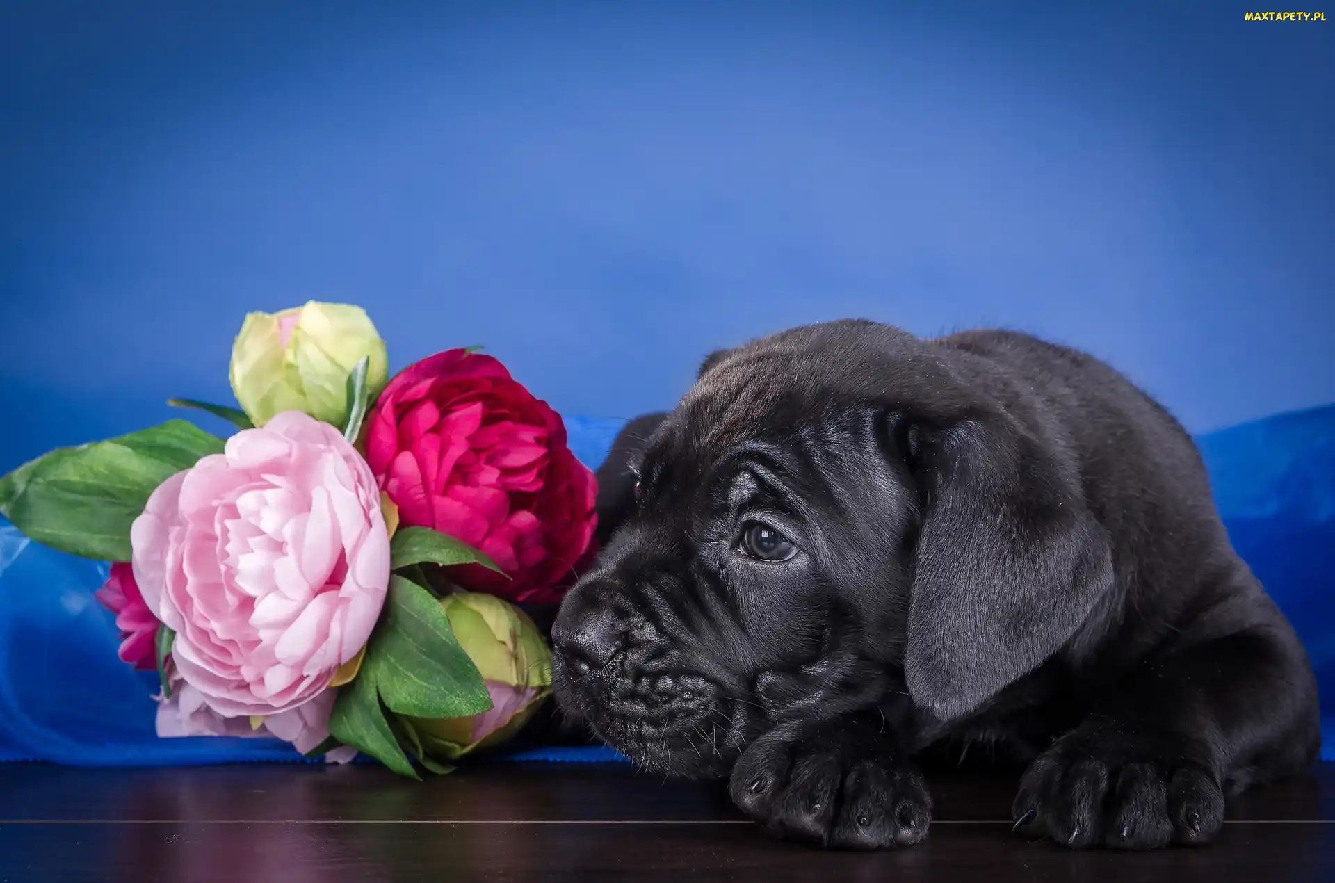 Cane corso, Piwonie, Szczeniak