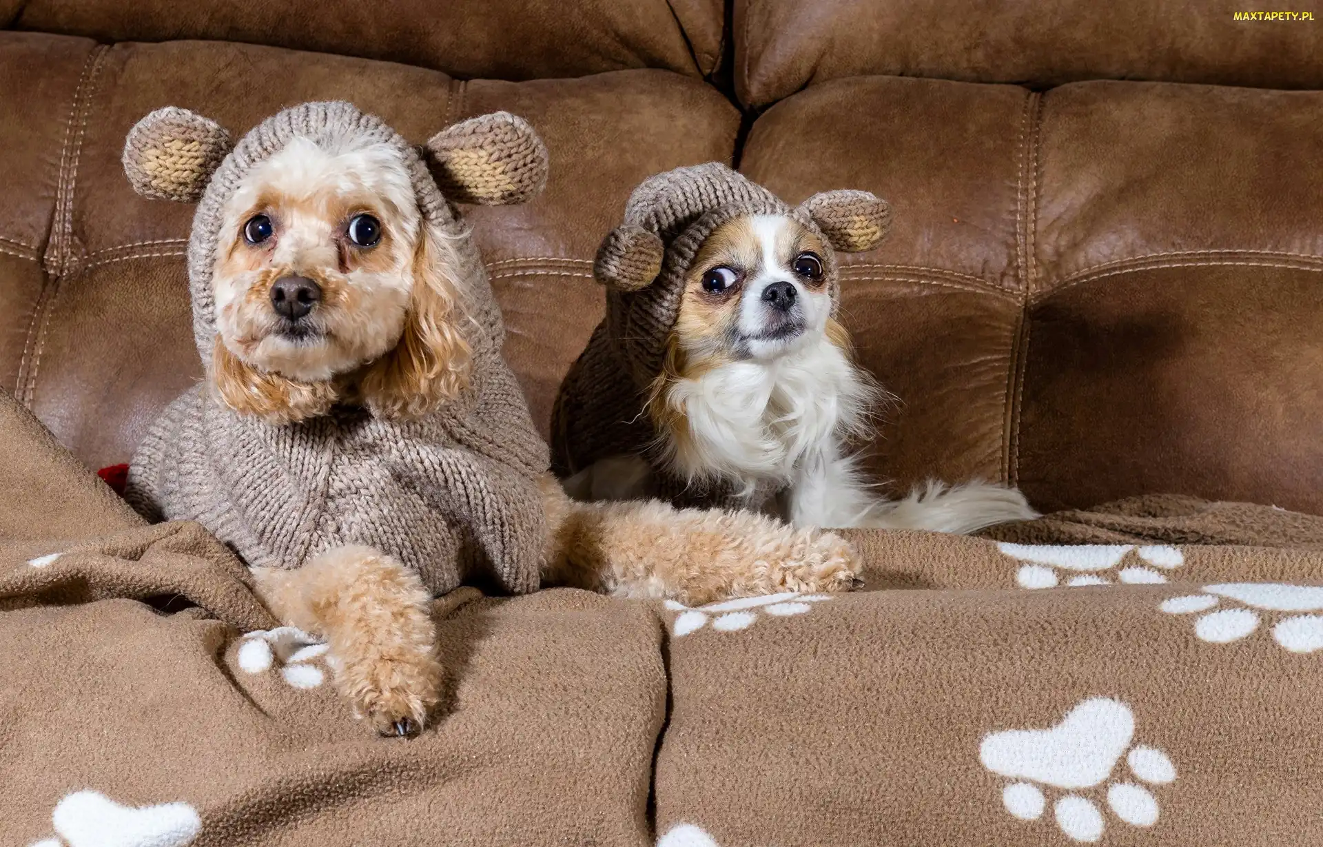 Sofa, Ubranka, Pudel, Chihuahua