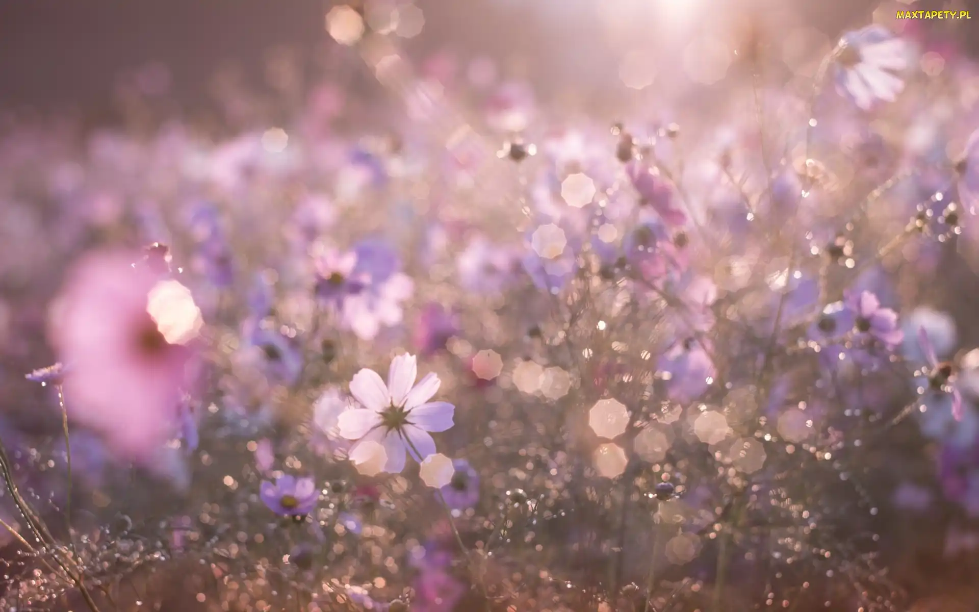 Rozmycie, Bokeh, Łąka, Kosmea