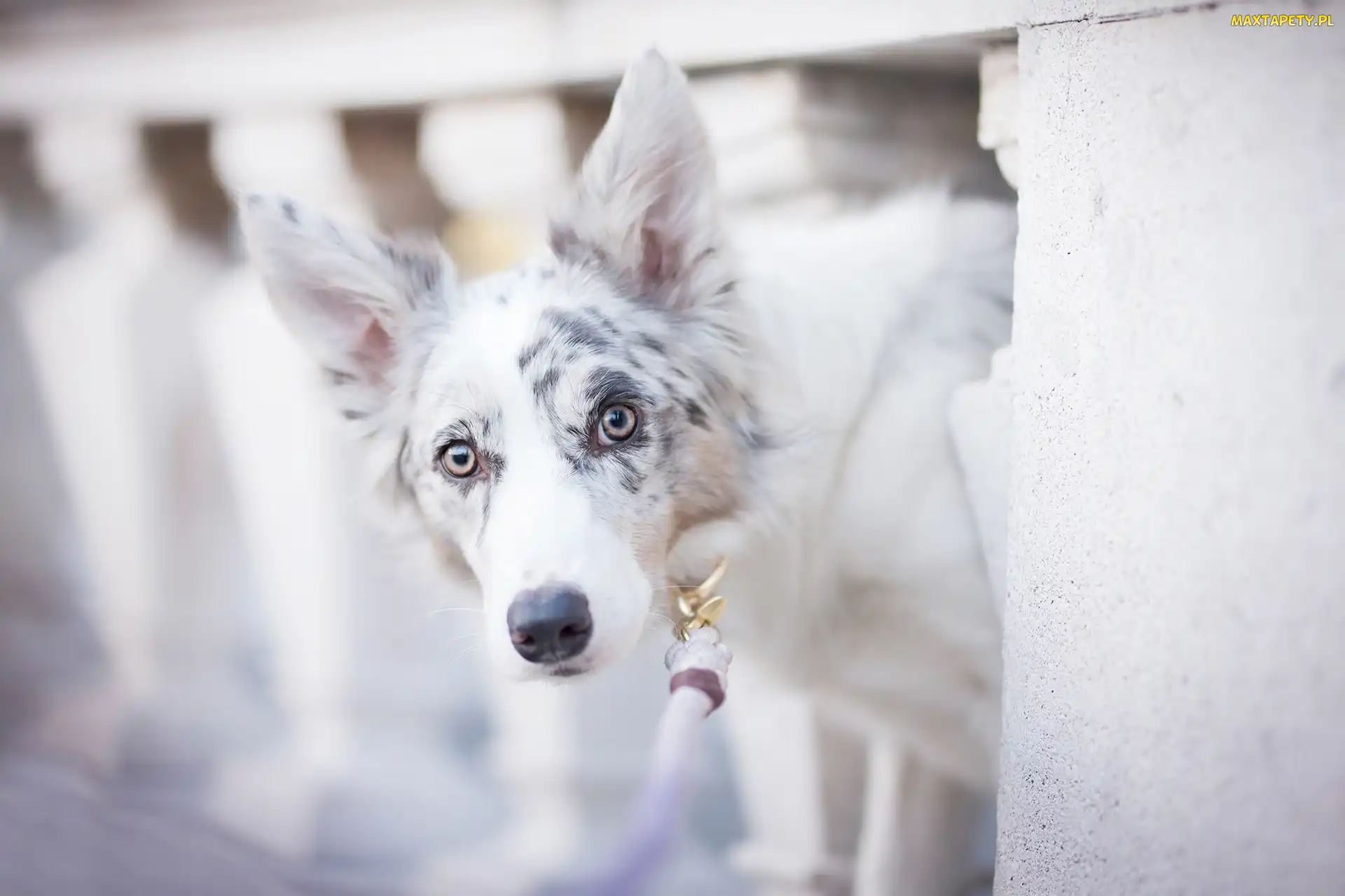Balustrada, Mordka, Pies, Border collie