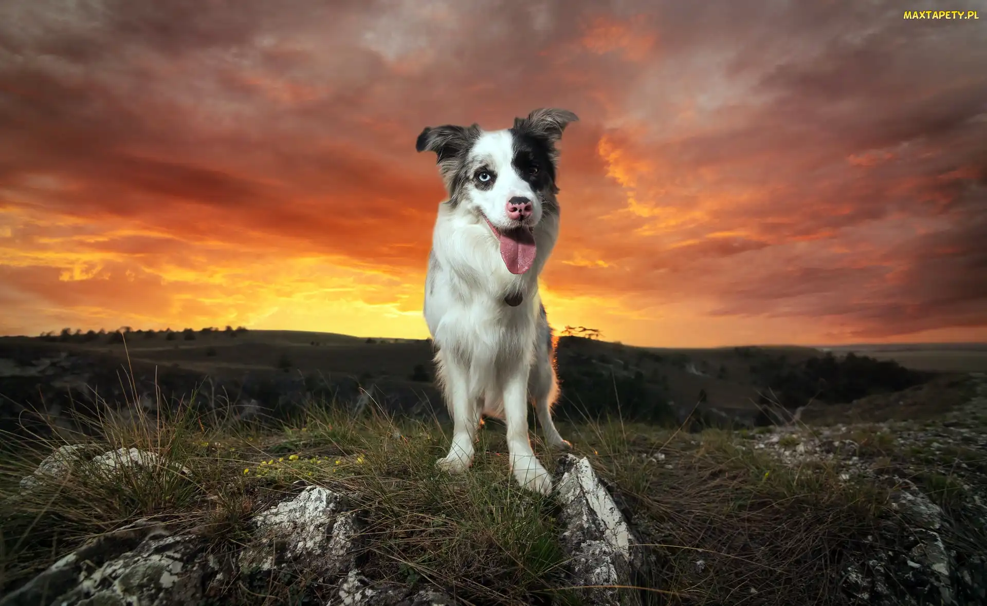 Border Collie, Trawa, Wzgórze, Zachód słońca, Pies