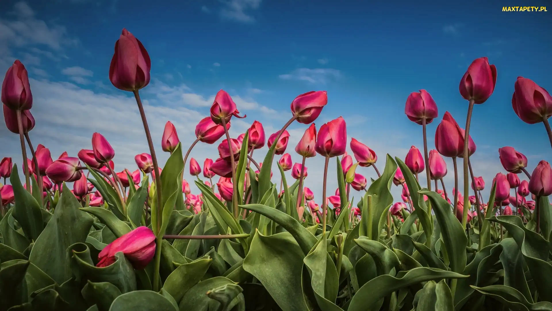 Różowe, Niebo, Plantacja, Tulipany