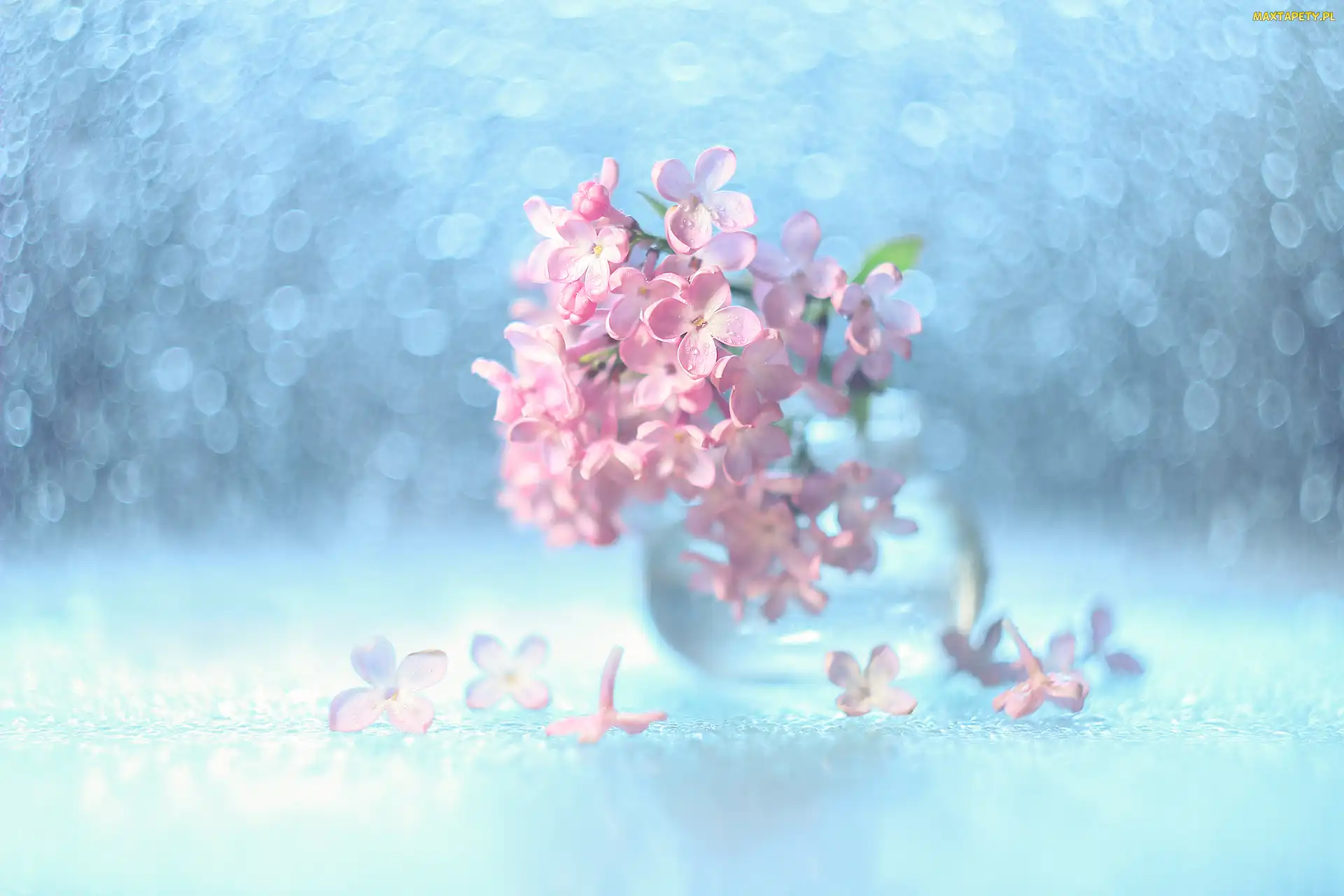 Dekoracja, Bokeh, Bez, Różowy