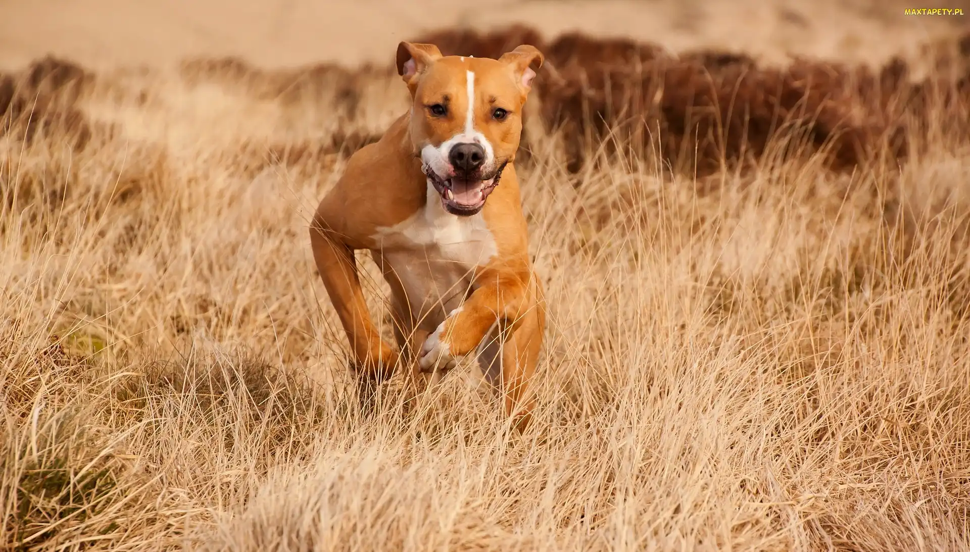 Amstaff, Trawa, Biegnący