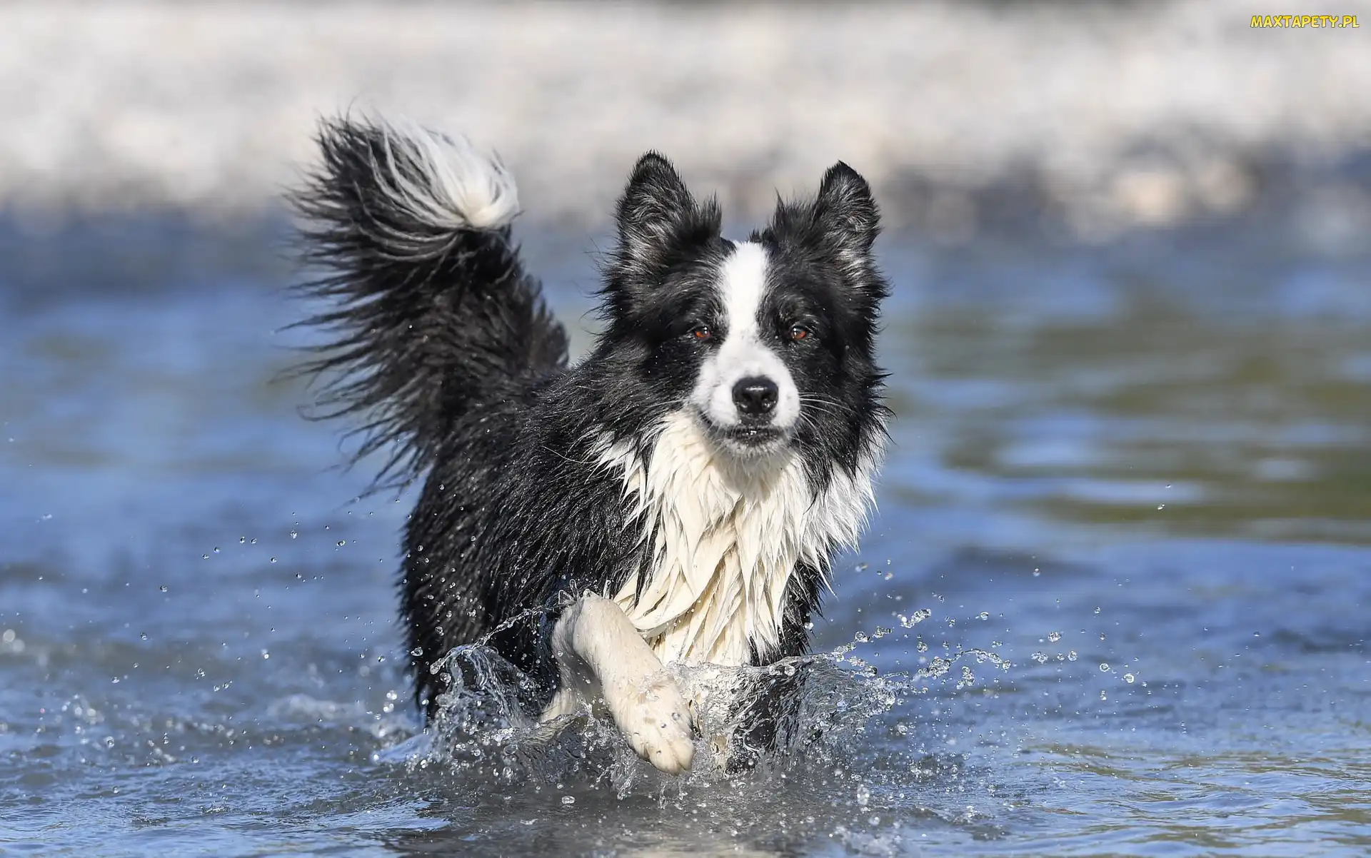 Pies, Rozprysk, Woda, Border collie, Biegnący
