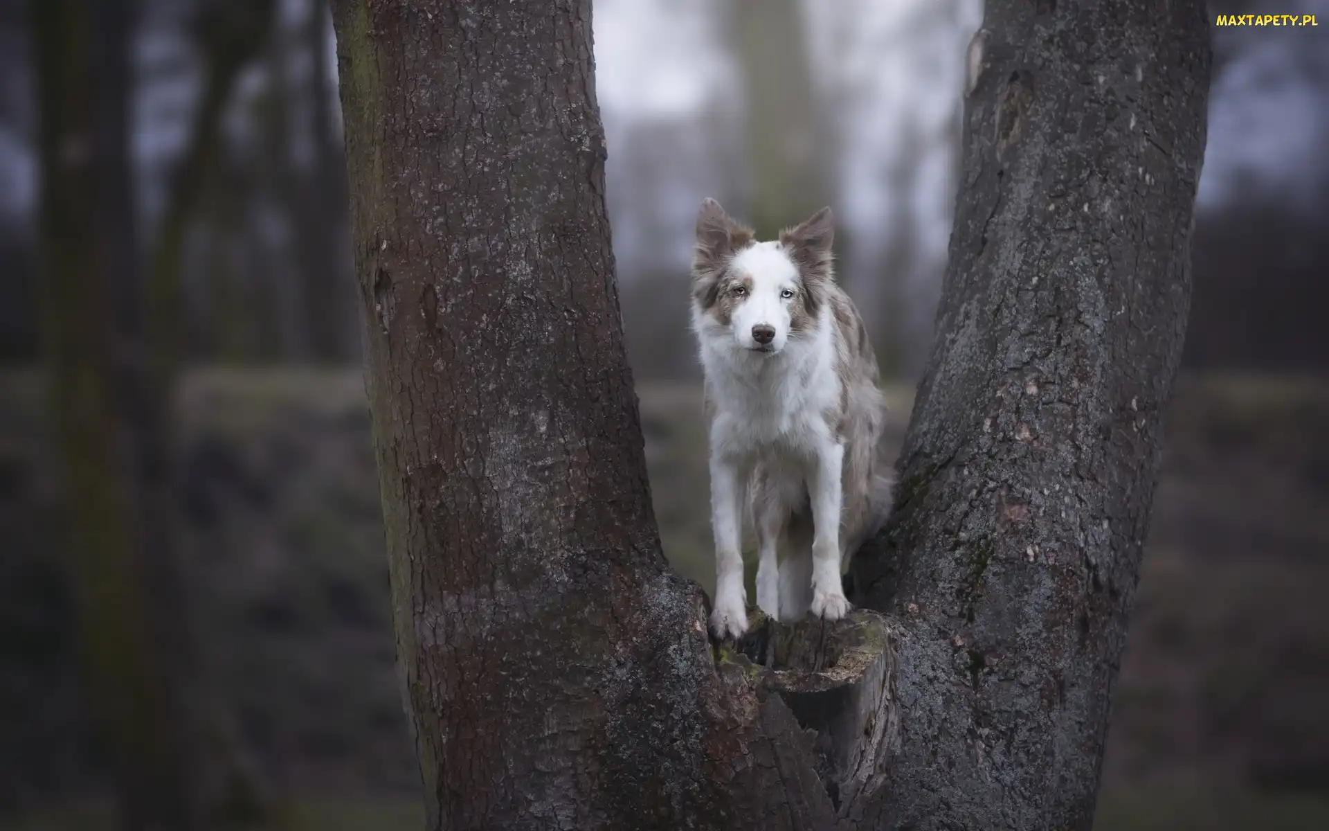 Pies, Border collie, Drzewo