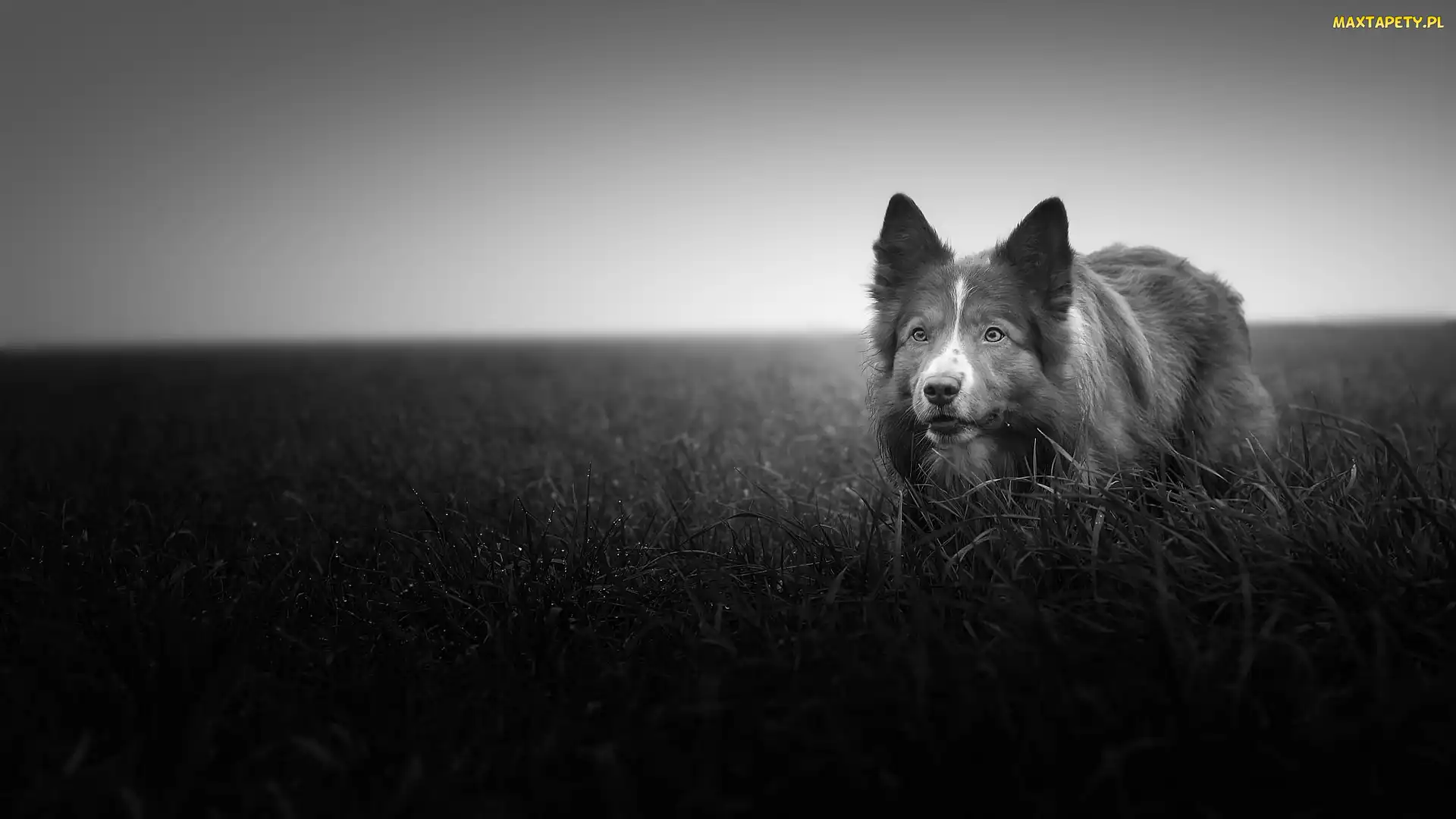 Czarno-białe, Border collie, Łąka, Trawa