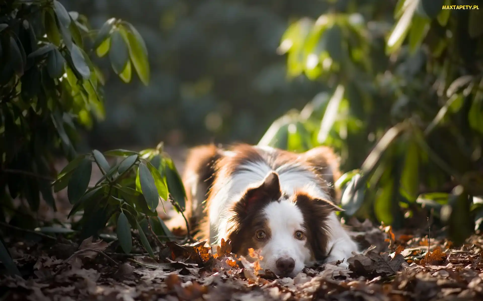 Pies, Liście, Rośliny, Border collie, Leżący