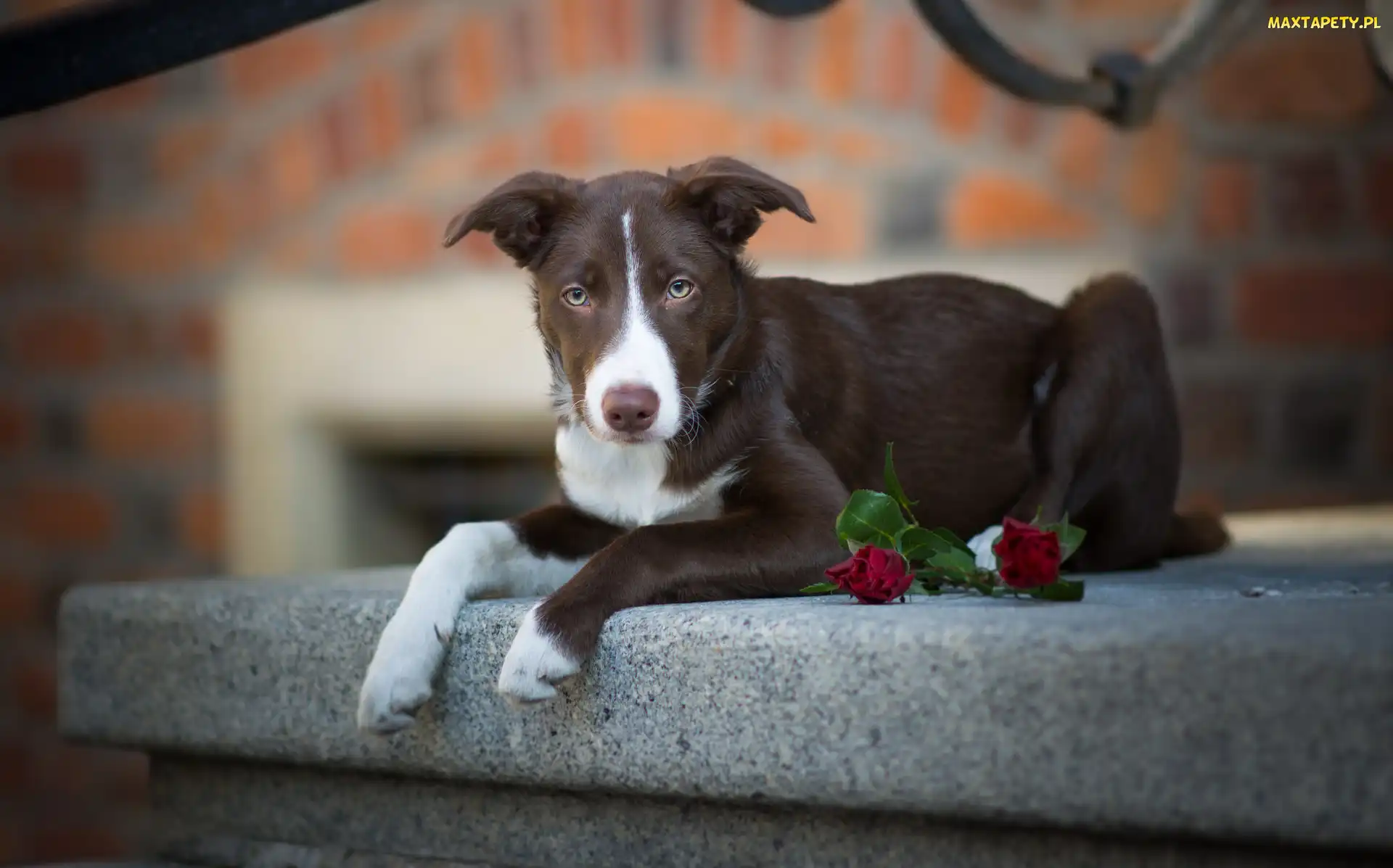Krótkowłosy, Murek, Kwiaty, Border collie, Pies