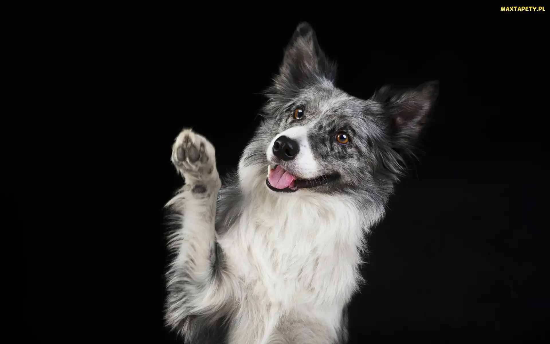 Łapka, Mordka, Pies, Border collie
