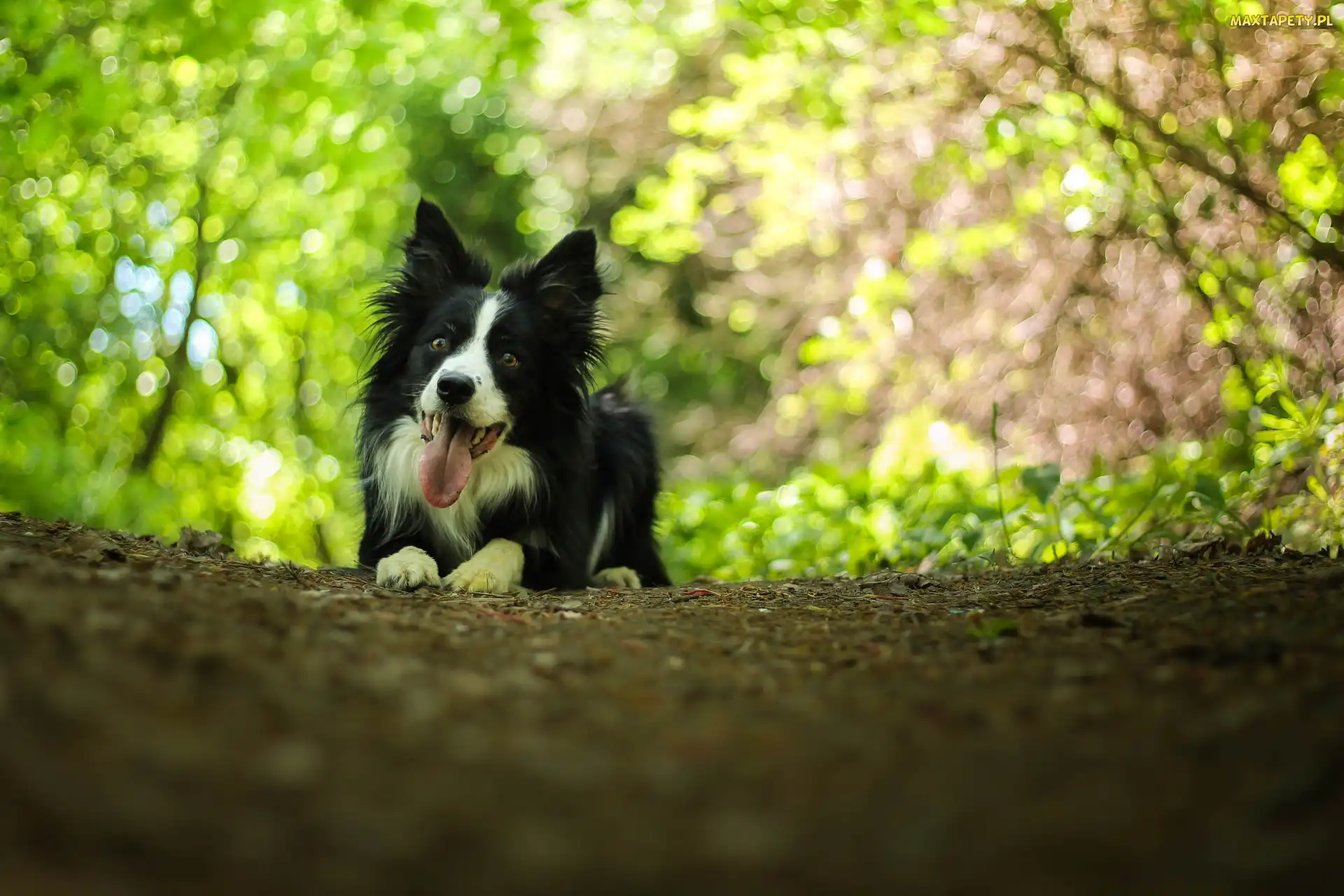 Bokeh, Border collie, Leżący, Pies