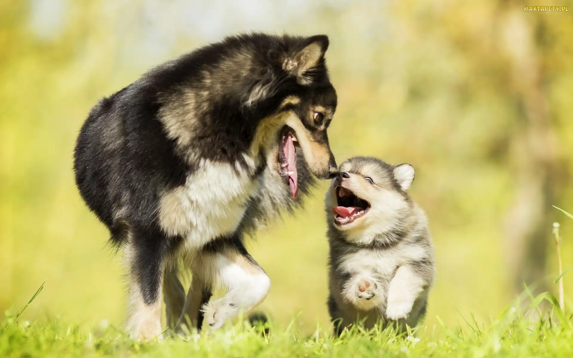 Fiński lapphund, Szczeniak, Dorosły, Pies